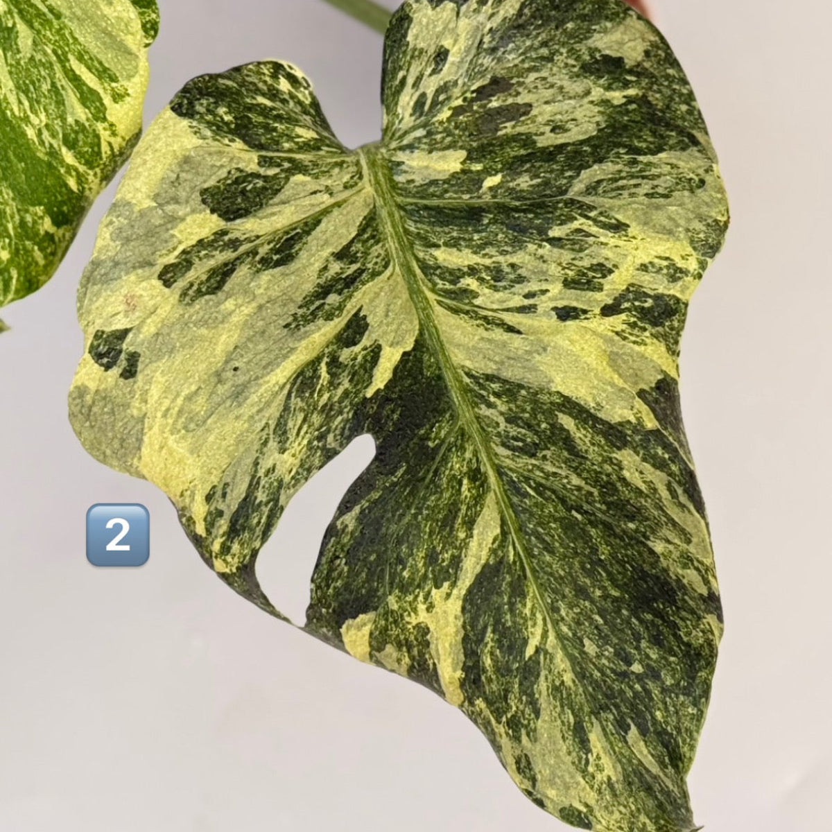 【タイナーセリー直売】 023番　モンステラ・デリシオーサ 'オーシャンミント' 【送料着払い】