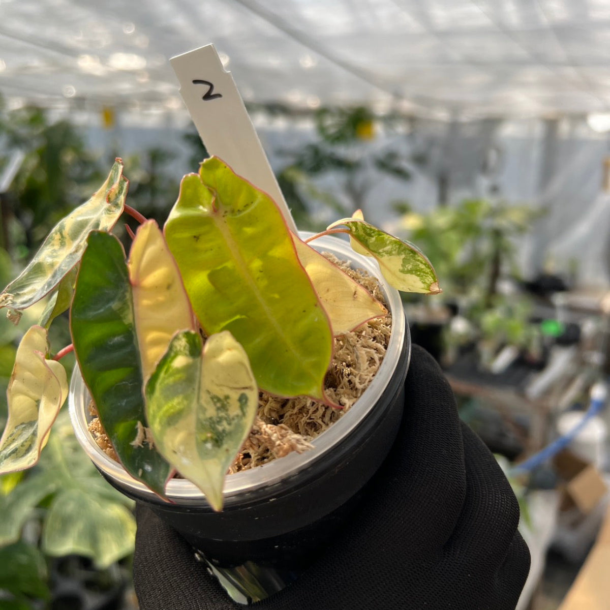 フィロデンドロン・ビレッティア 斑入り 3.5号サイズ