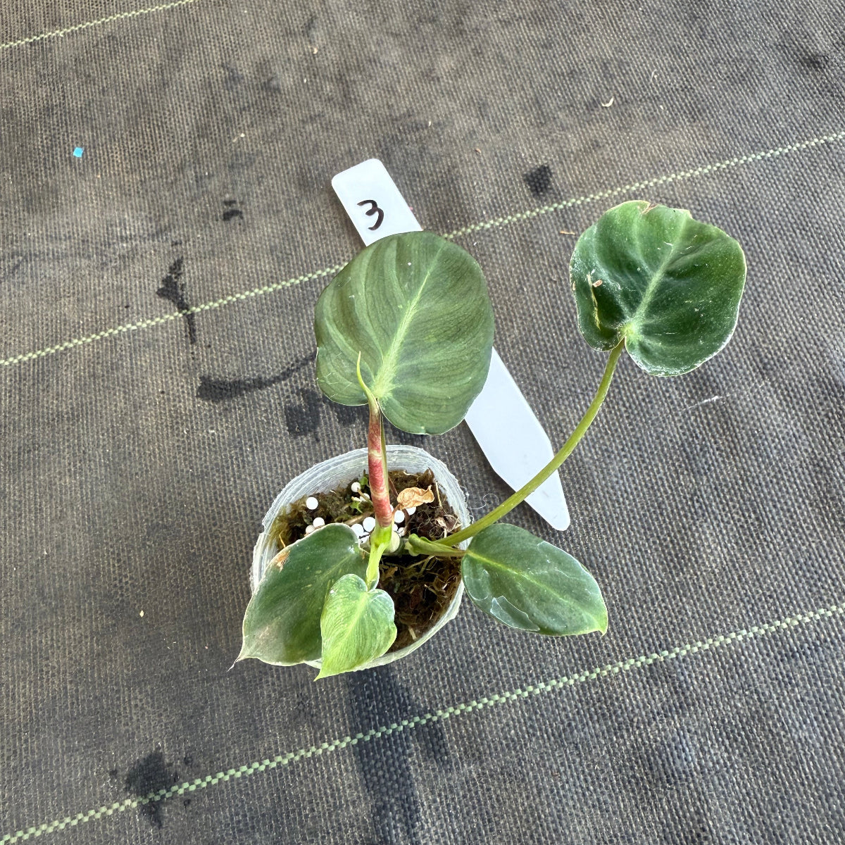 【発売再開】フィロデンドロン　アマゾンサンセット　2号サイズ