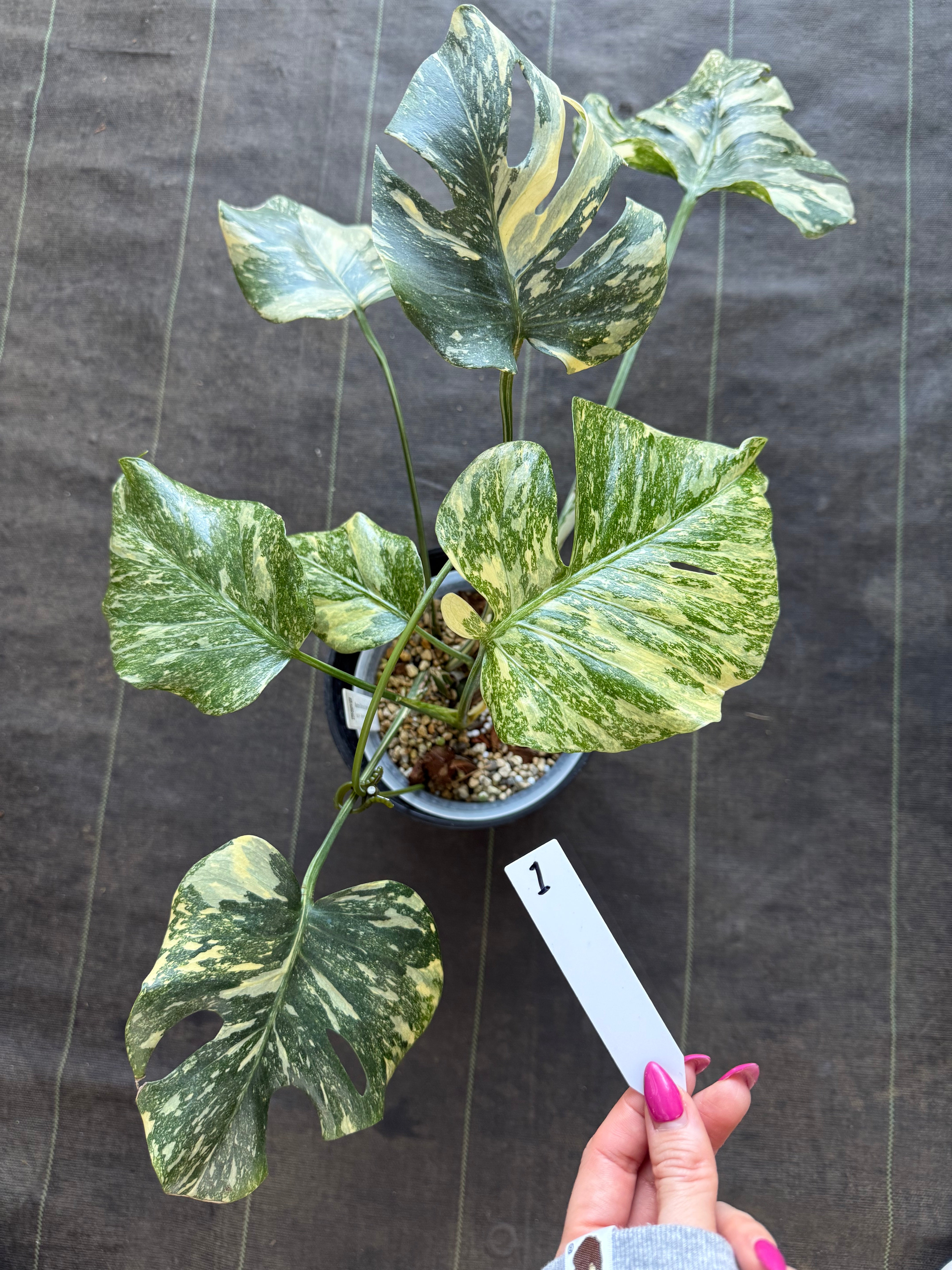 2芽有り】モンステラ デリシオーサ 'タイコンステレーション クリーム