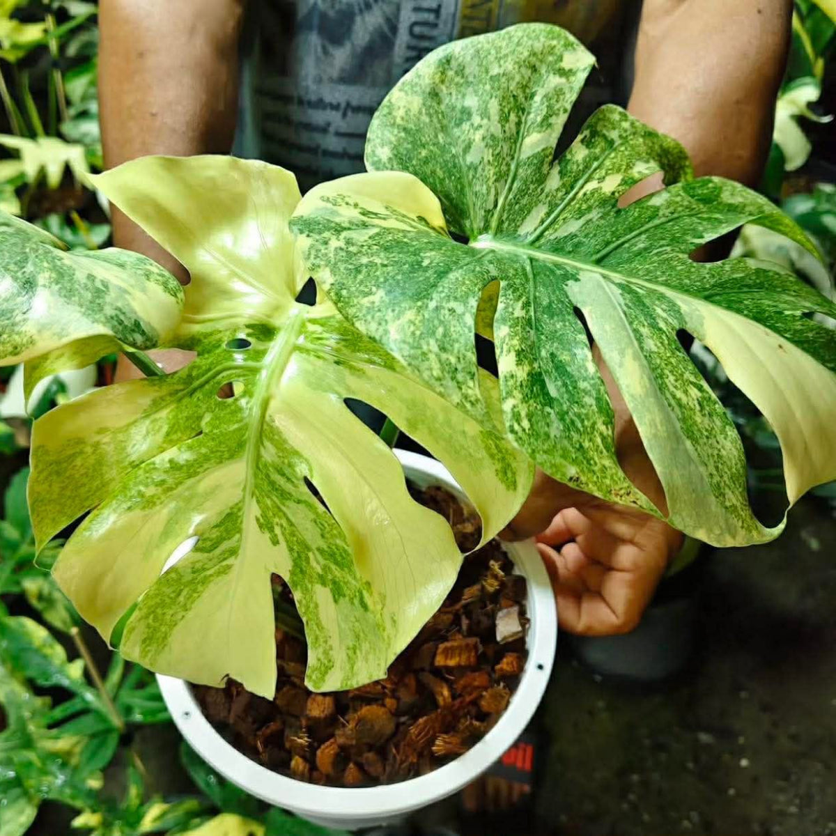 【Live販売】 39番　モンステラ・デリシオーサ 'グリーンスノー'