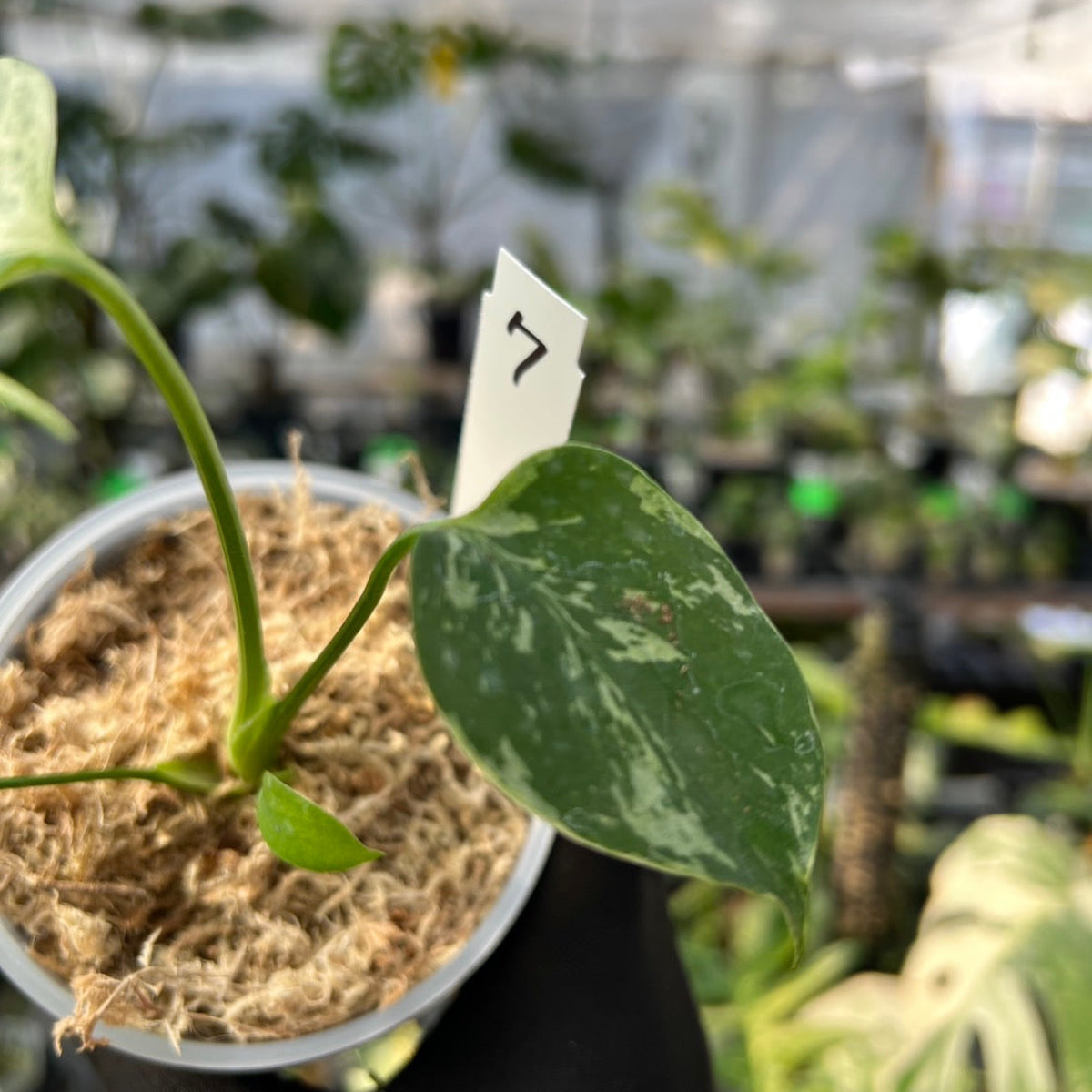 【希少/コレクション】モンステラ・デリシオーサ 'ベトシオーサ' TC苗順化済み