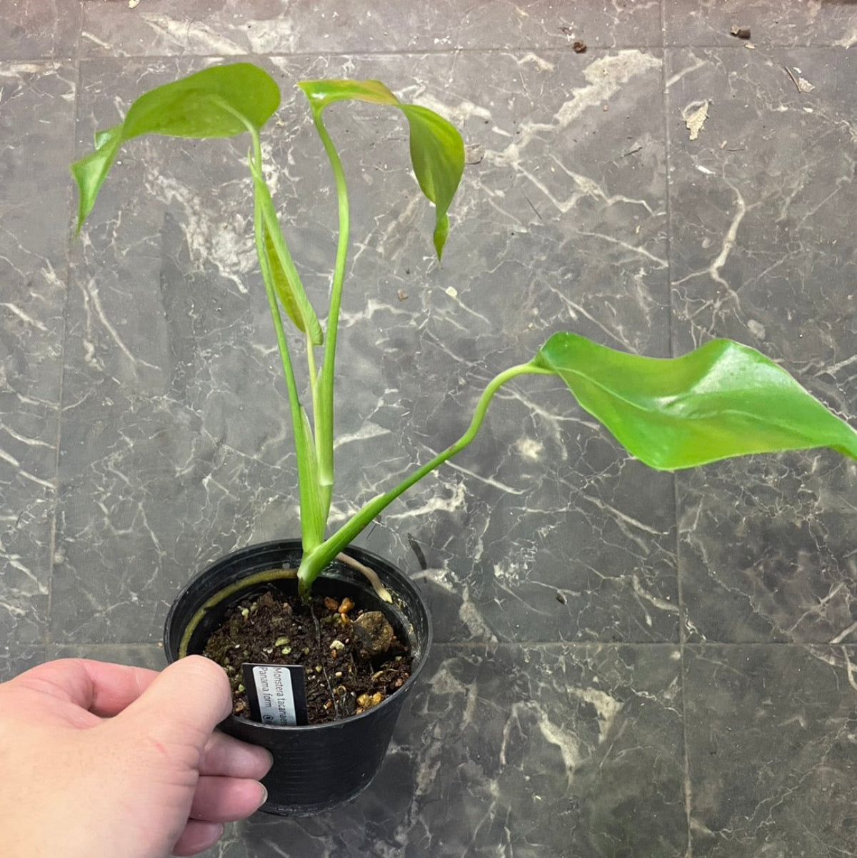 RARE PLANTS JAPAN(レアプランツジャパン) – RARE PLANTS JAPAN (レア