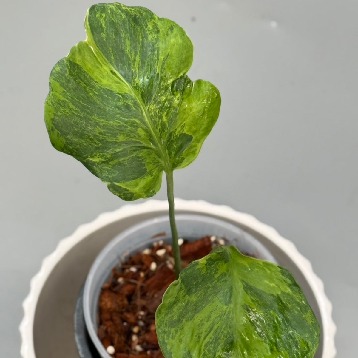 【予約販売9-31】モンステラ　デリシオーサ 'グリーンコーラル'