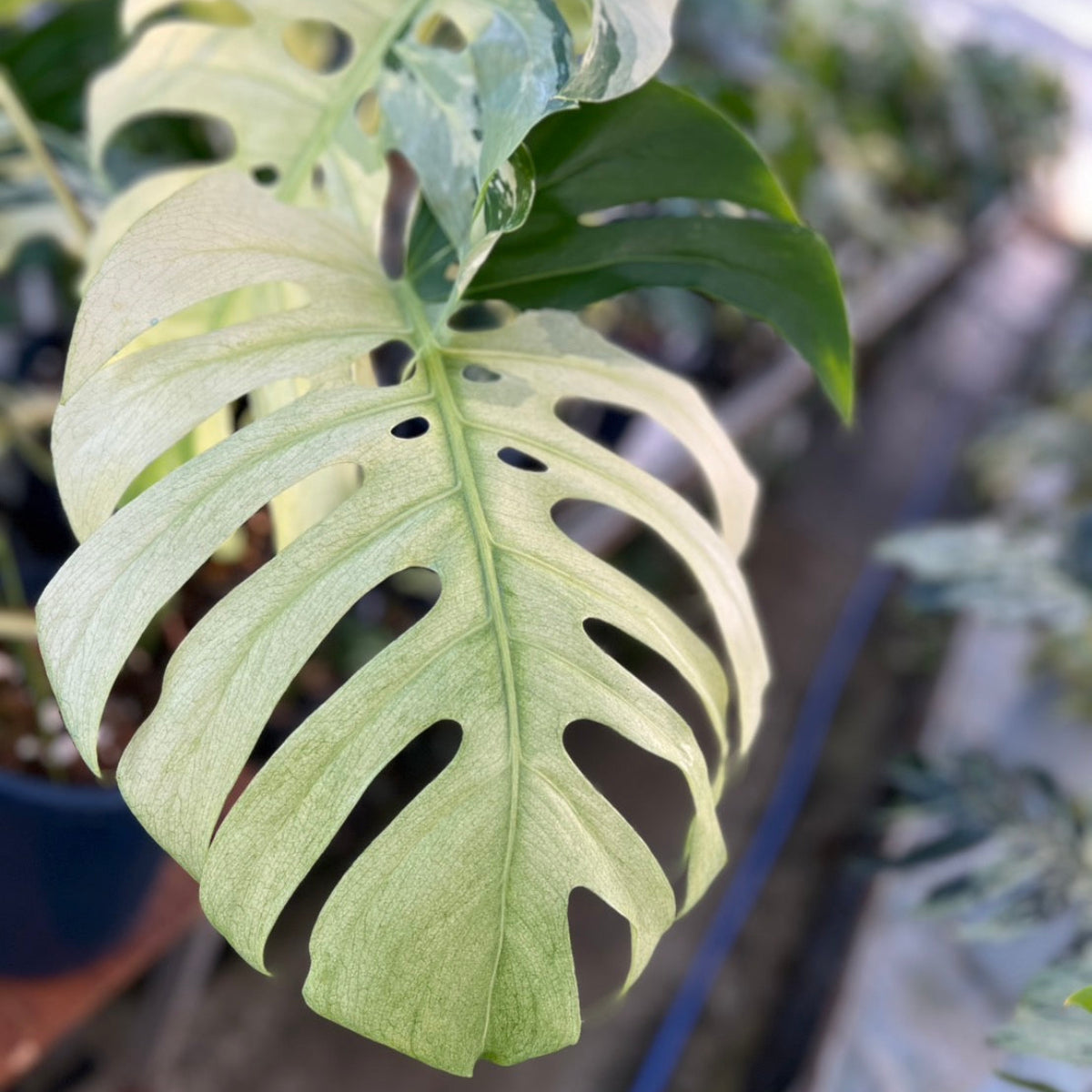 コレクション】モンステラ デリシオーサ 'ミント ブラジリアンフォーム