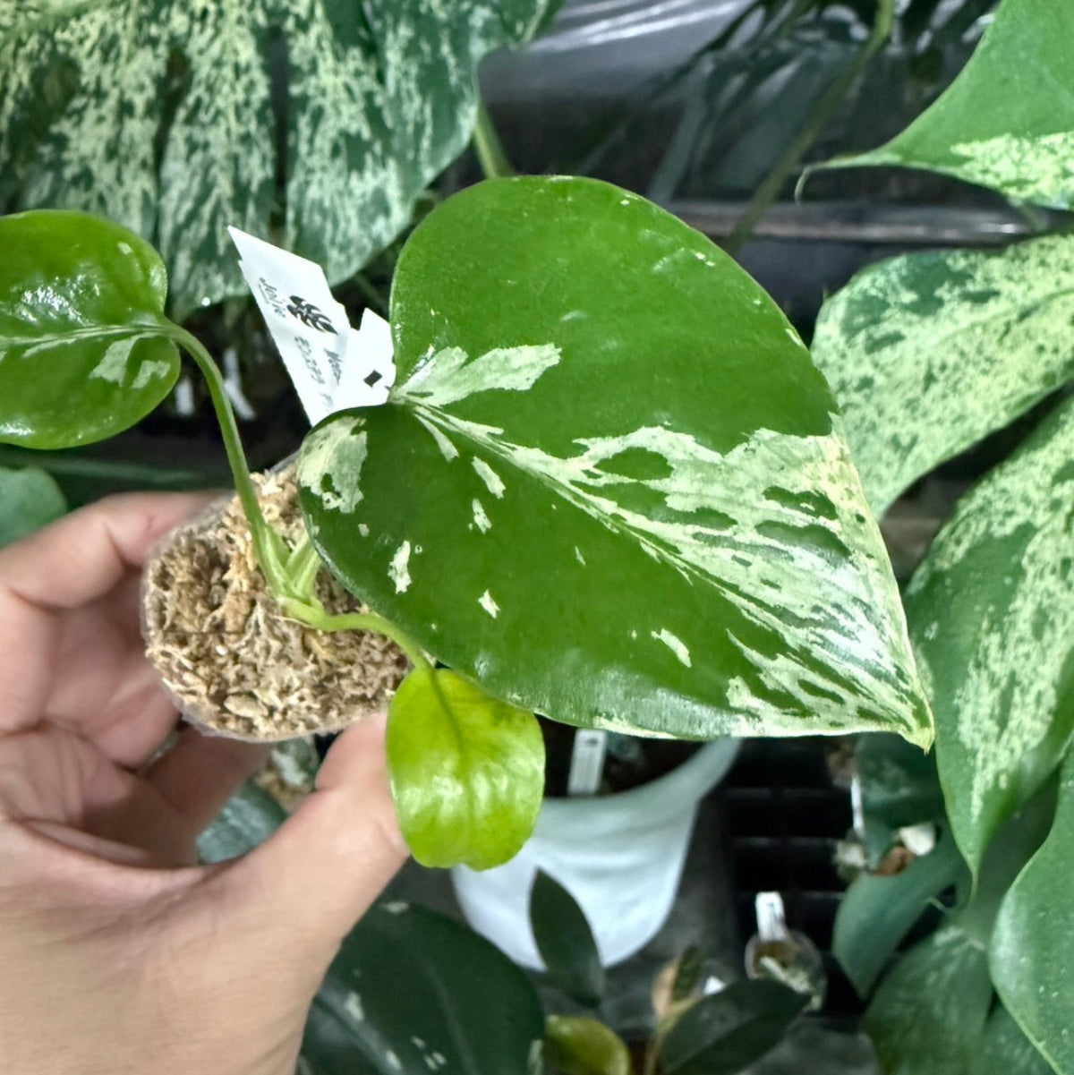 【選抜/コレクション】モンステラ・デリシオーサ 'ベトシオーサ'2号サイズ