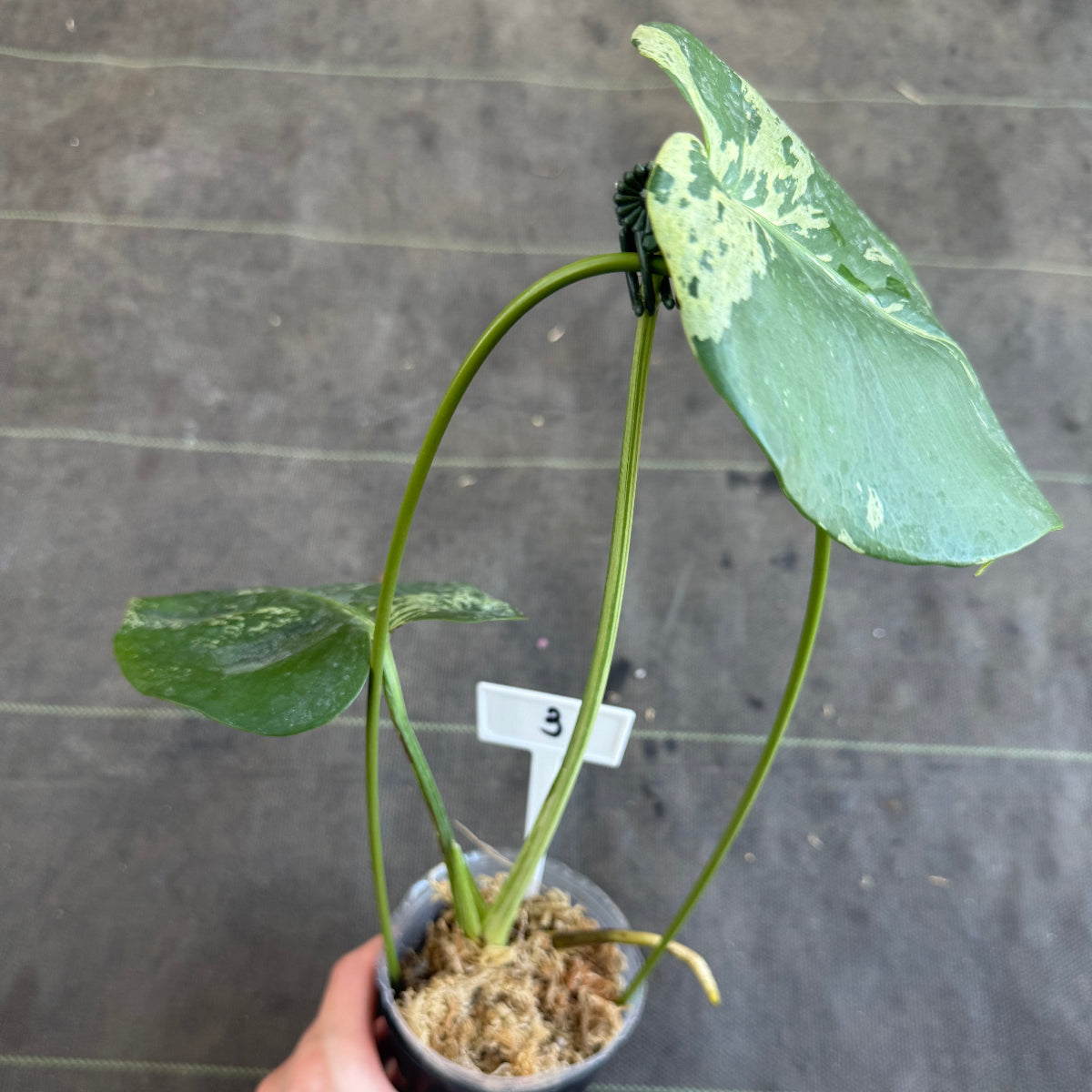 【ウィンターセール】モンステラ・デリシオーサ 'ベトシオーサ'