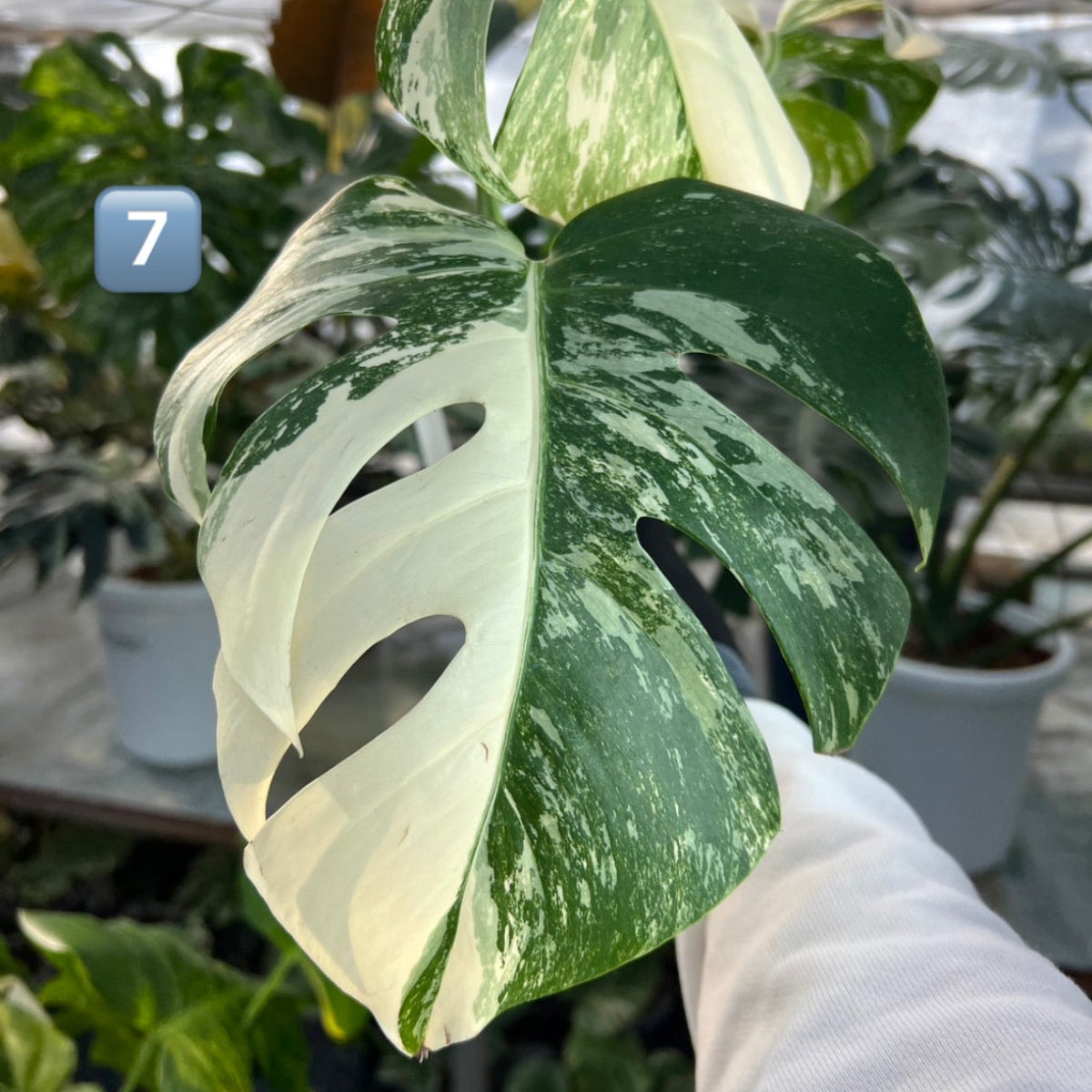 選抜】モンステラ・デリシオーサ var.ボルシギアナ 'アルボ(ホワイト