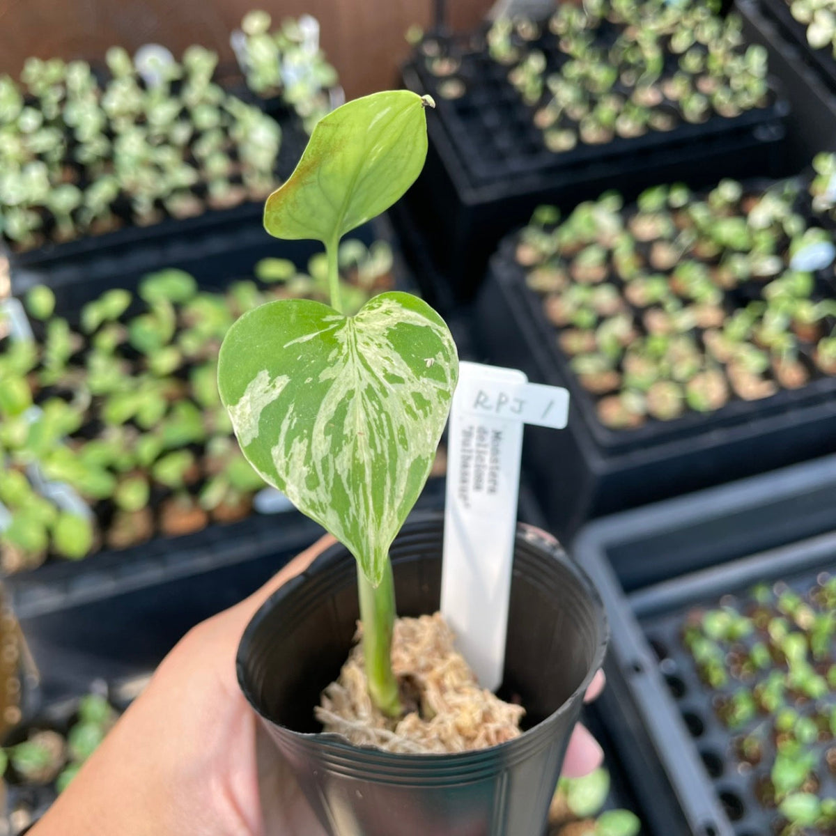 モンステラ Monstera – RARE PLANTS JAPAN (レアプランツジャパン)
