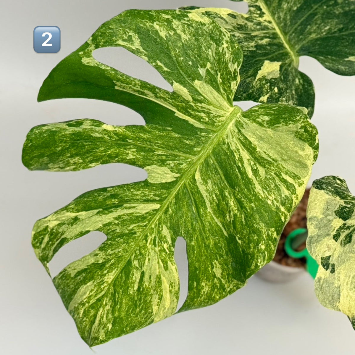 【タイナーセリー直売】 023番　モンステラ・デリシオーサ 'オーシャンミント' 【送料着払い】