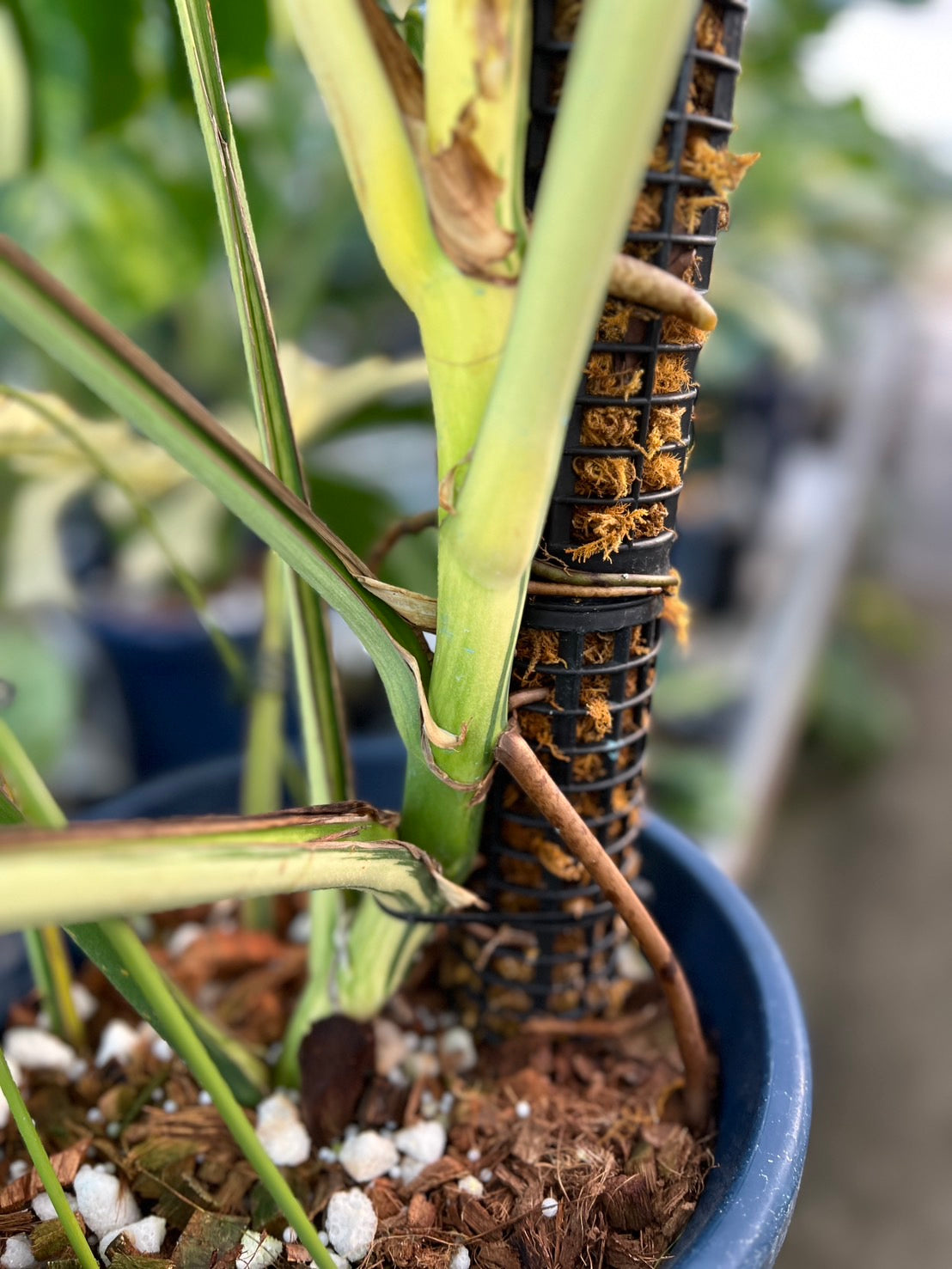 コレクション】モンステラ デリシオーサ 'ミント ブラジリアンフォーム