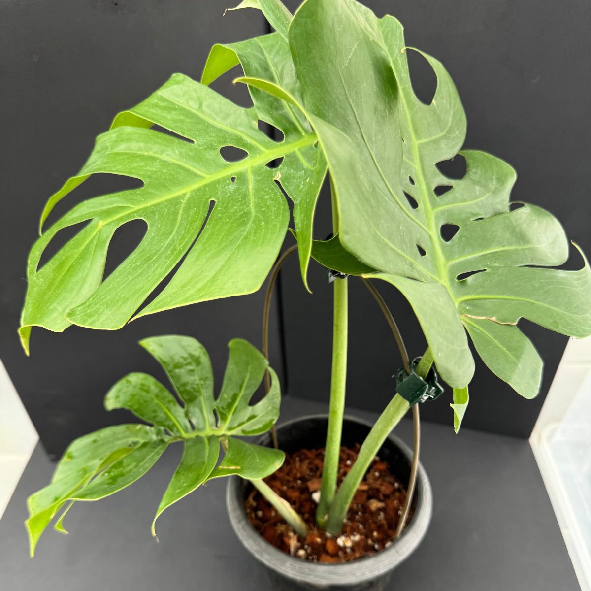 モンステラ デリシオーサ 'マクロコズム' – RARE PLANTS JAPAN モンステラ デリシオーサ 'マクロコズム' – RARE PLANTS JAPAN