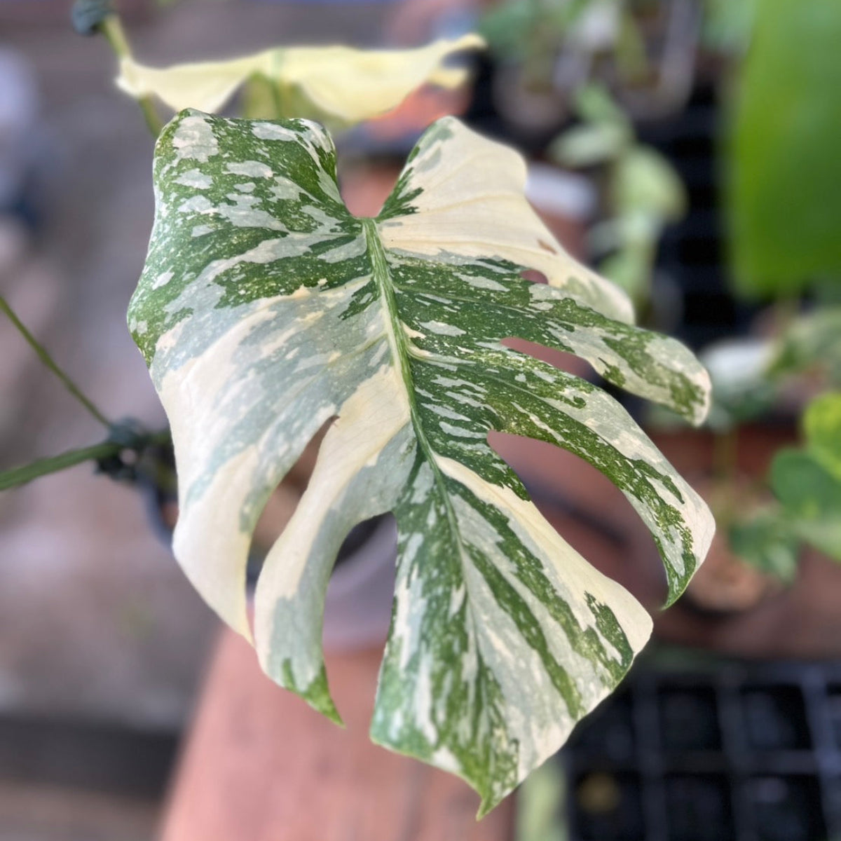 激レア‼️モンステラデリシオーサ‼️ピグスキン❣️ 観葉植物】①モンステラ デリシオーサ タイコンステレーション 斑入り