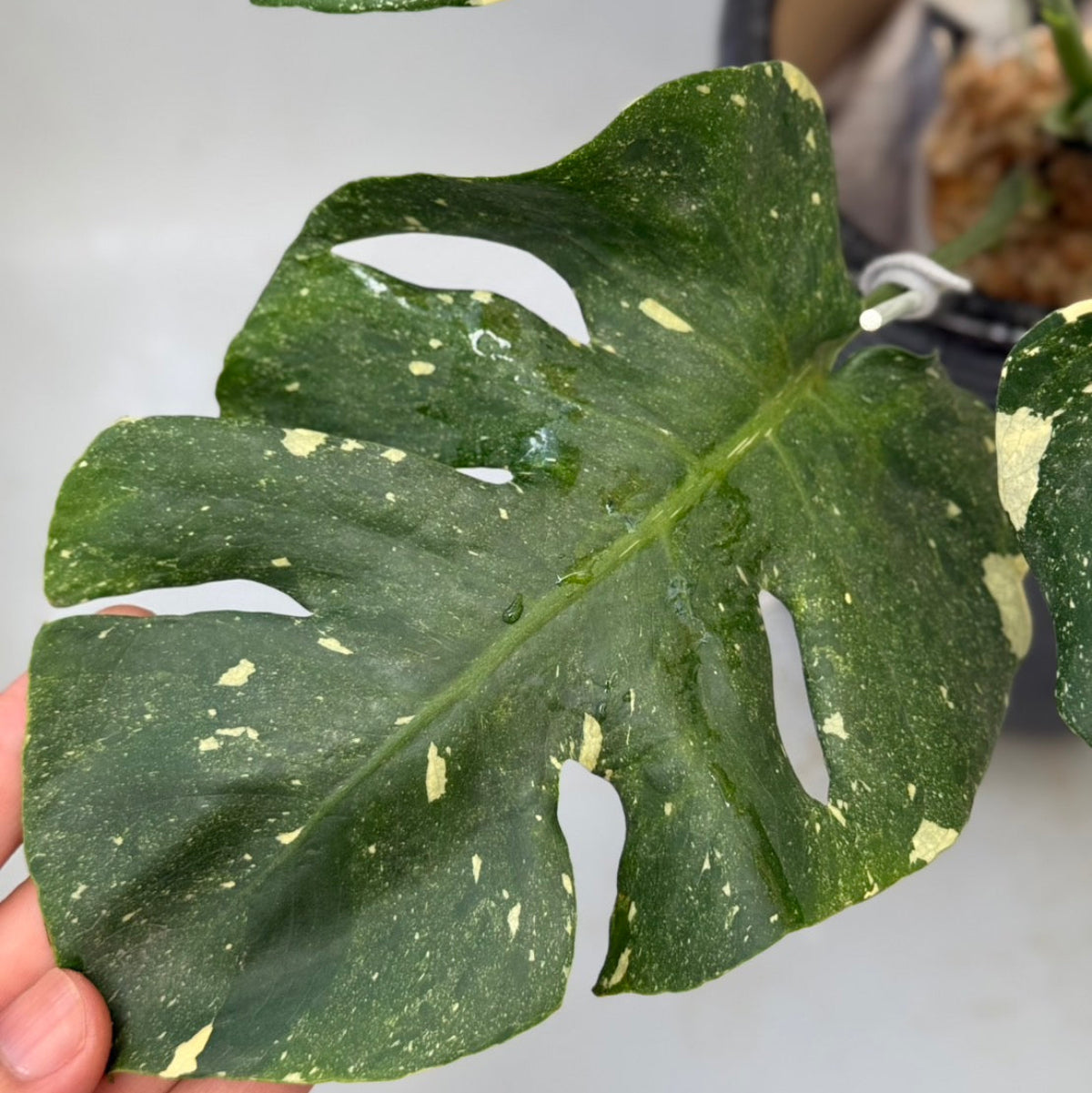 SALE!!! – RARE PLANTS JAPAN (レアプランツジャパン)