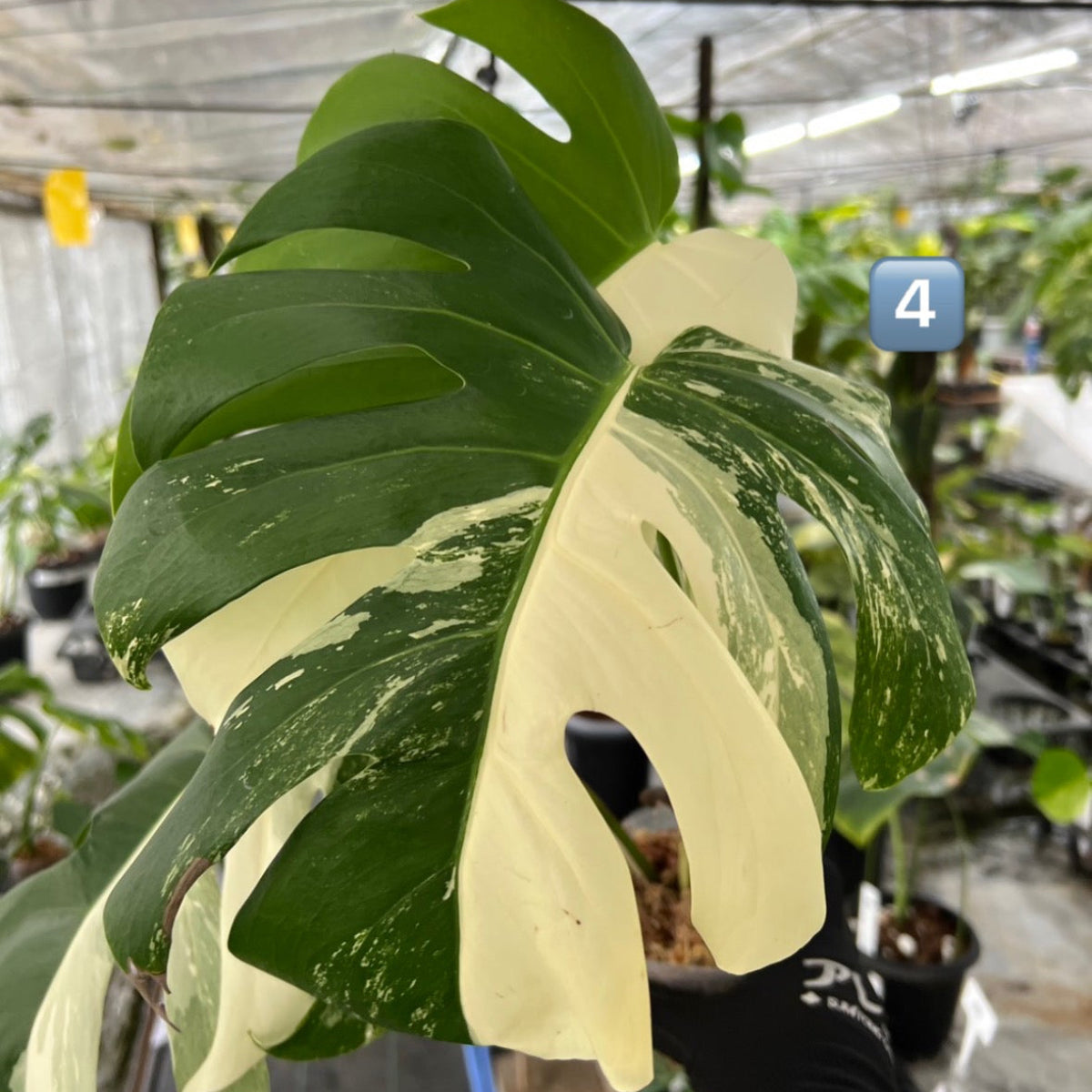 超希少❗️美株❗️モンステラ　ボルシギアナ　アルボ　ホワイトタイガー✨ 選抜】モンステラ・デリシオーサ var.ボルシギアナ 'アルボ(ホワイト