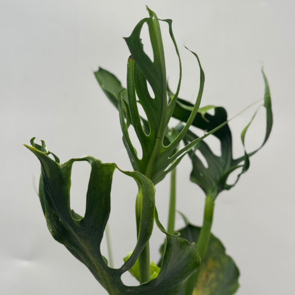 【予約販売8-254】モンステラ・デリシオーサ　'ユニアエ'