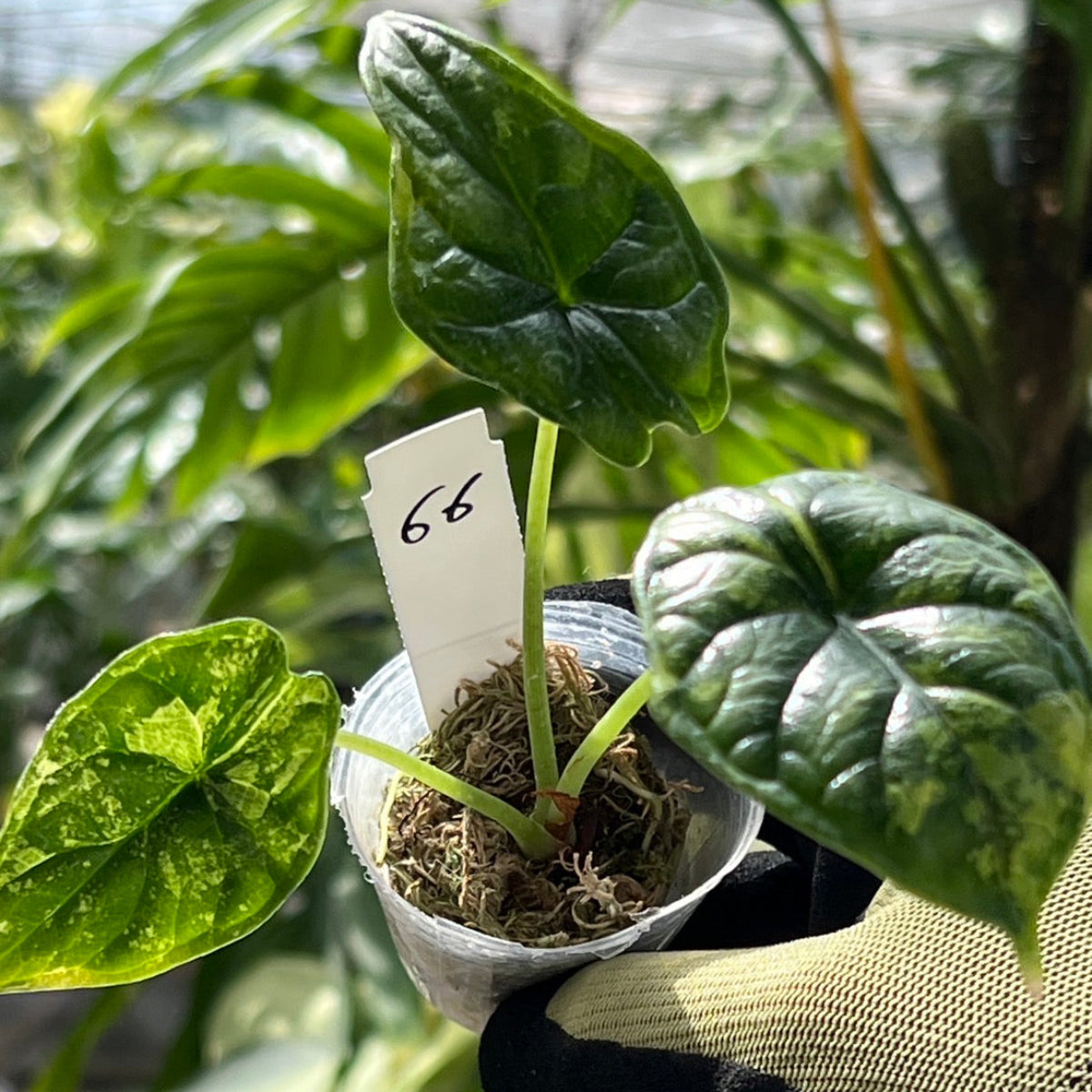 8アロカシア　ドラゴンスケール　ミント斑入り　2寸ポリポット発送 非組織培養苗 アロカシア ドラゴンスケール 斑入り アロカシア