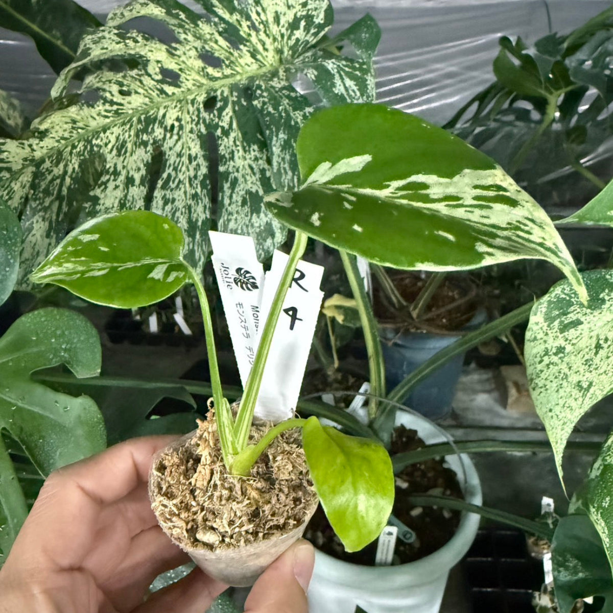 【選抜/コレクション】モンステラ・デリシオーサ 'ベトシオーサ'2号サイズ