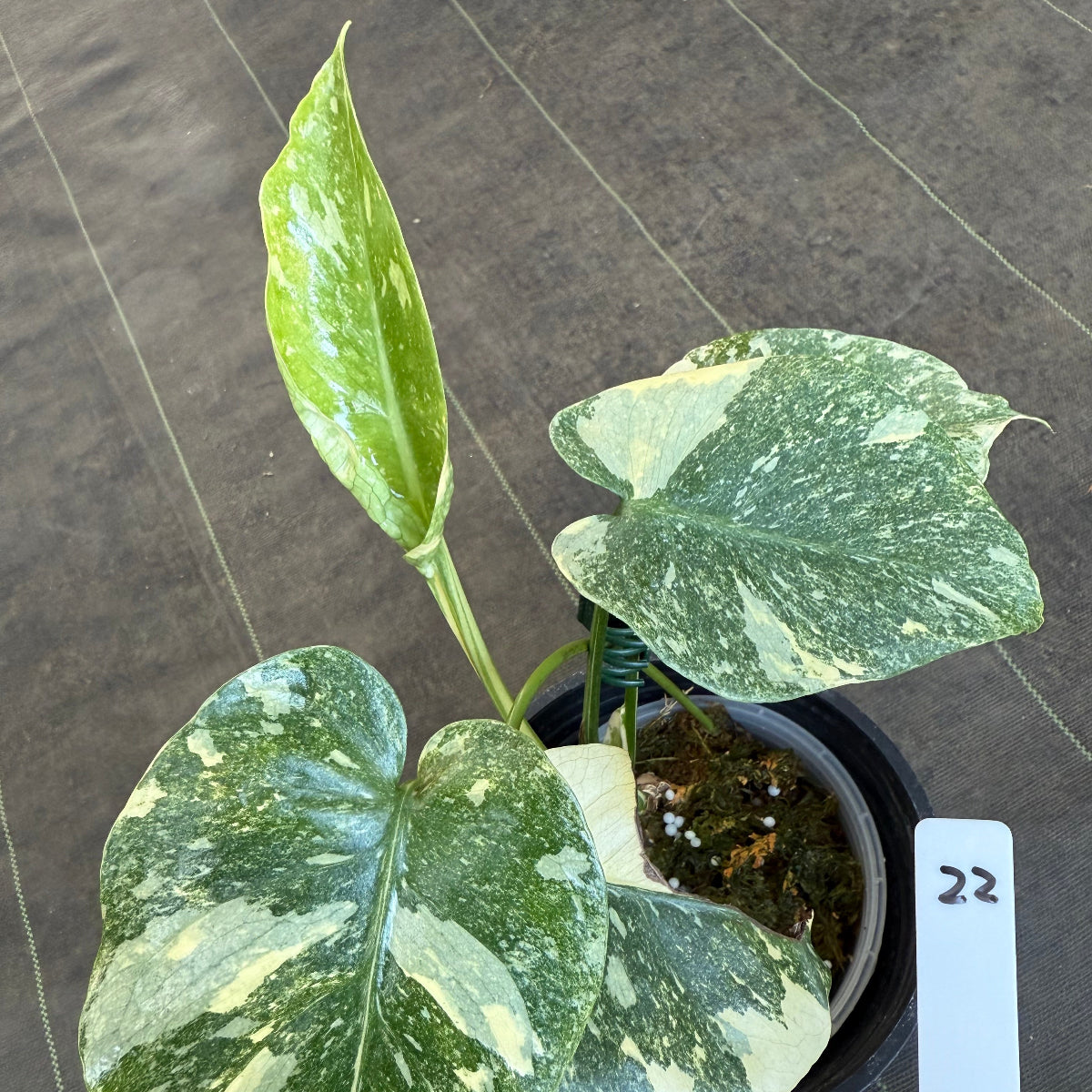 【超希少】モンステラ　デリシオーサ　シルバースター　発根済み　鉢植え発送 超希少 モンステラ デリシオーサ シルバースター - メルカリ