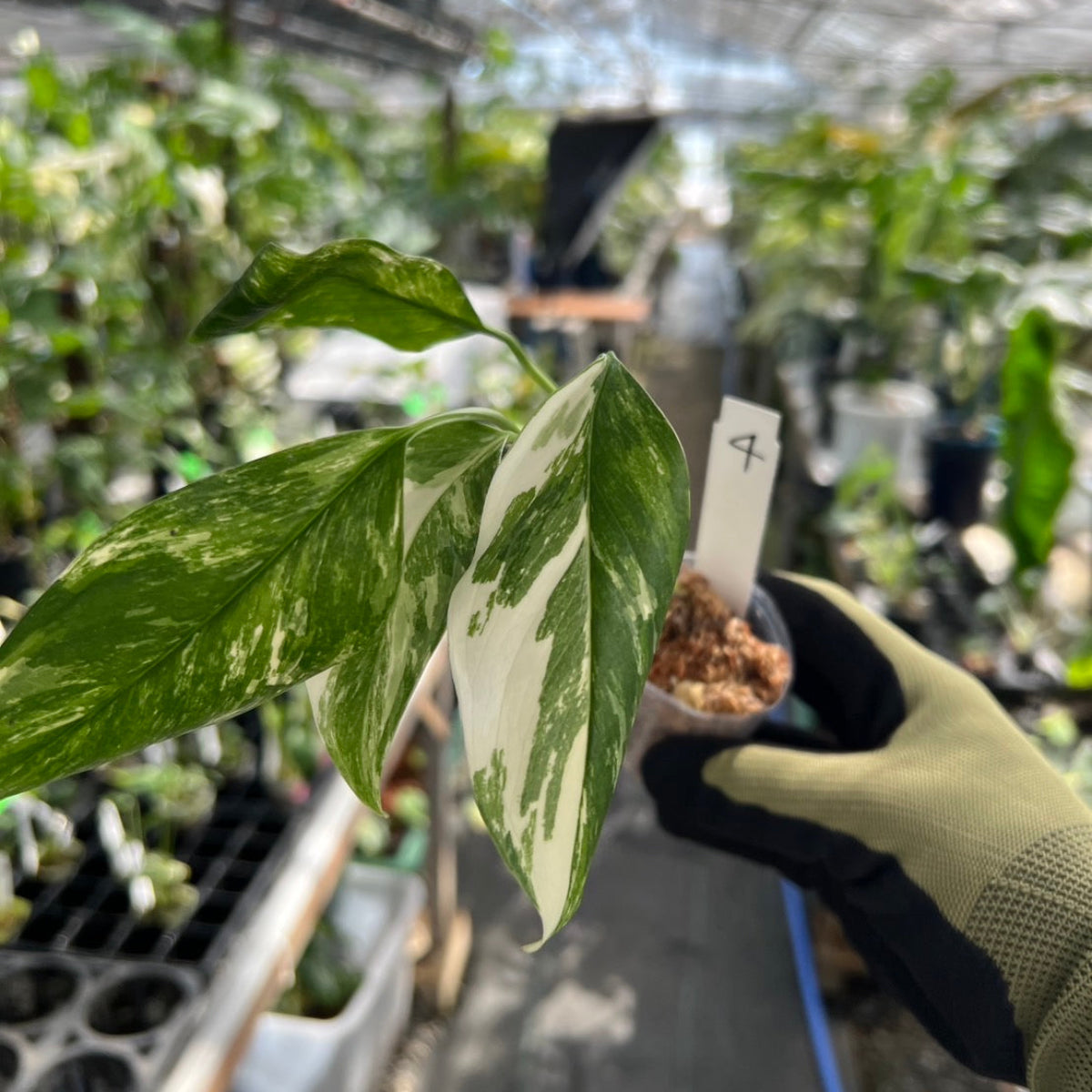 斑入り モンステラ レクレリアナ | variegated monstera lechleriana