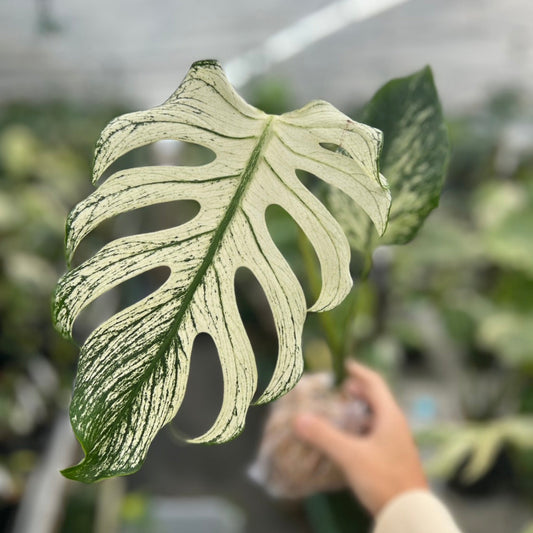 【希少/コレクション】モンステラ   'デビルモンスター' カット苗　発根確認済