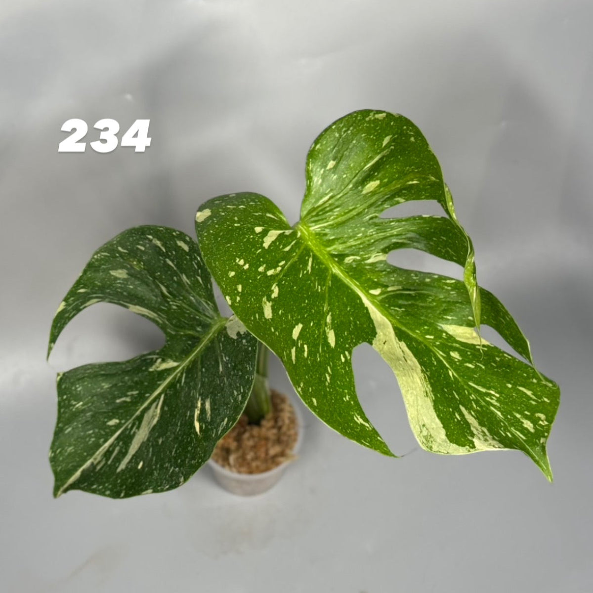 観葉植物 – Page 6 – RARE PLANTS JAPAN (レアプランツジャパン)