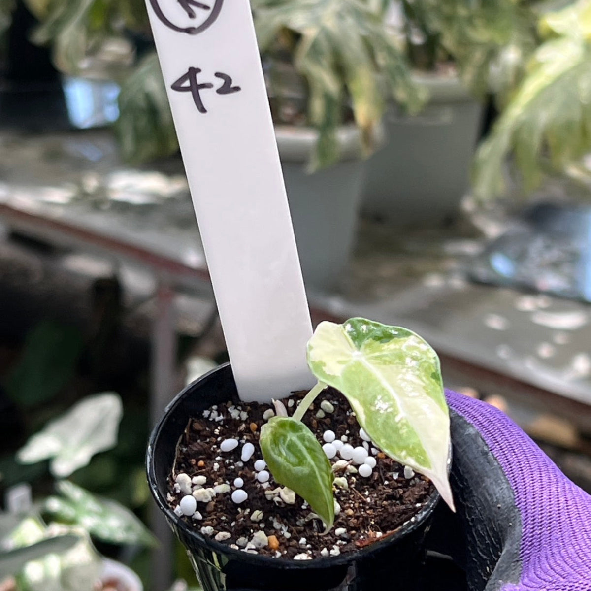 アロカシア　シヌータ斑入り,ブラックベルベット　黄斑入り　セット アロカシア ブラックベルベット 斑入り | GREEN LUCK