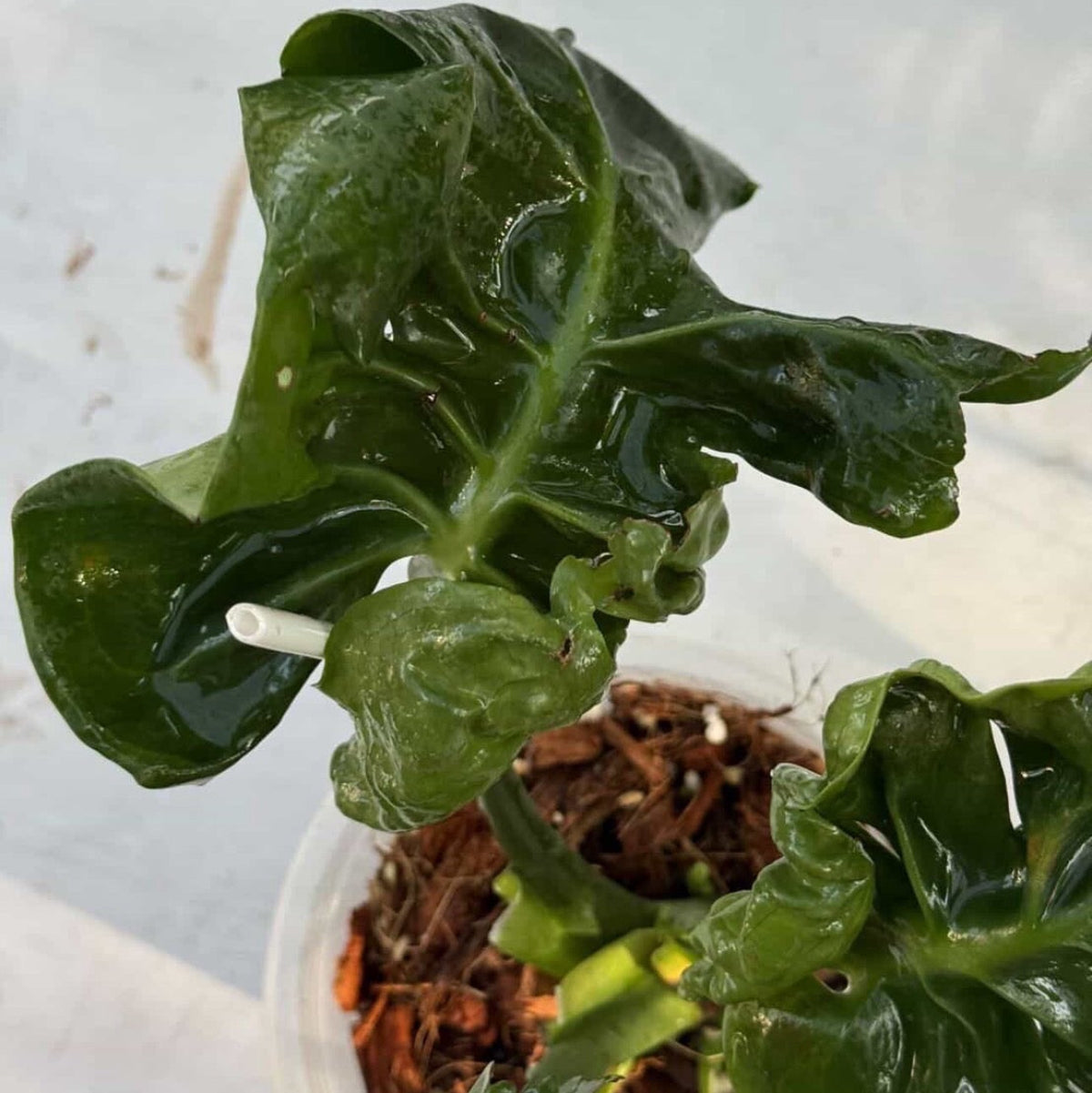 【Live販売】 8番モンステラ・デリシオーサ　'カッバージ'