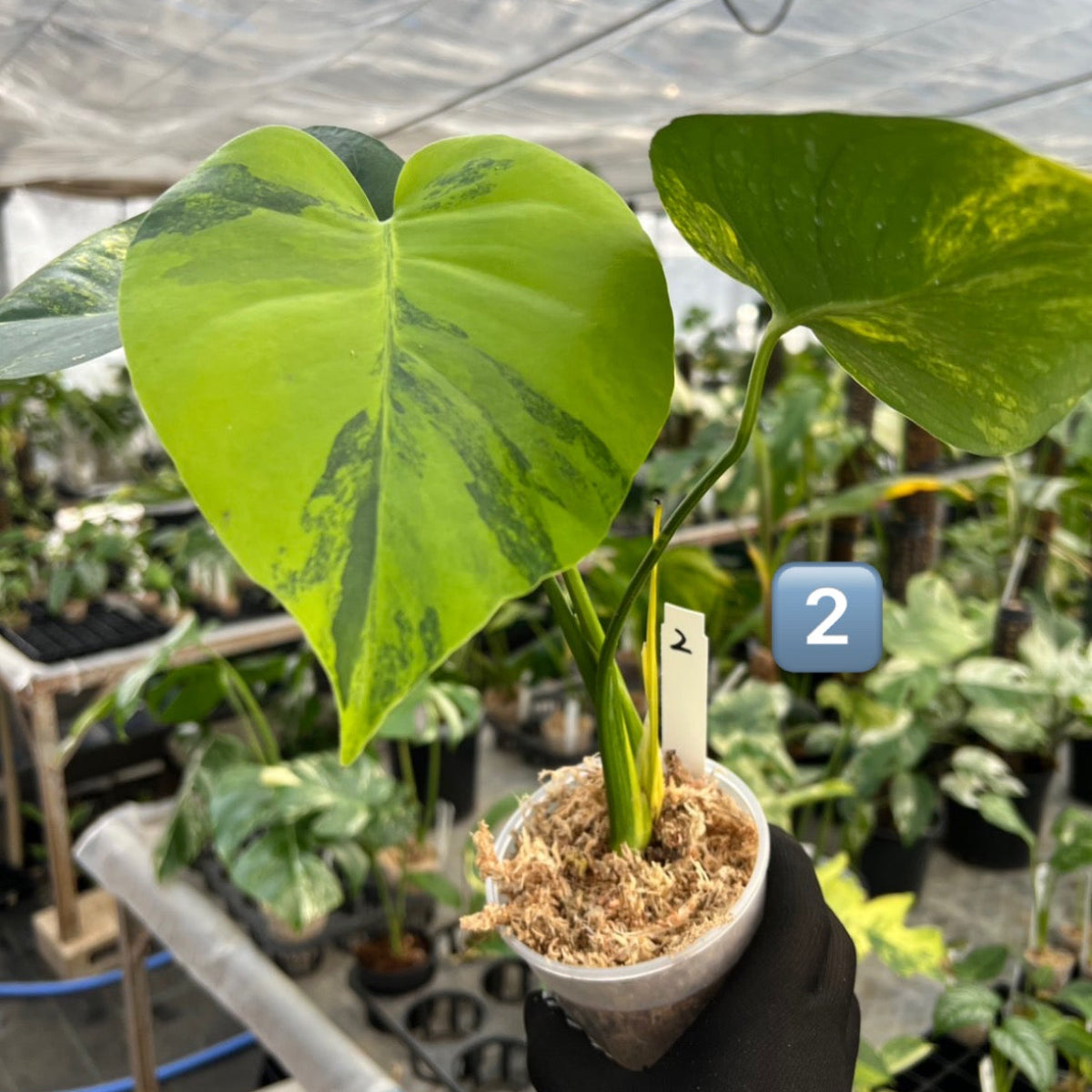 初出品/コレクション】モンステラ デリシオーサ 'ポンポン' – RARE