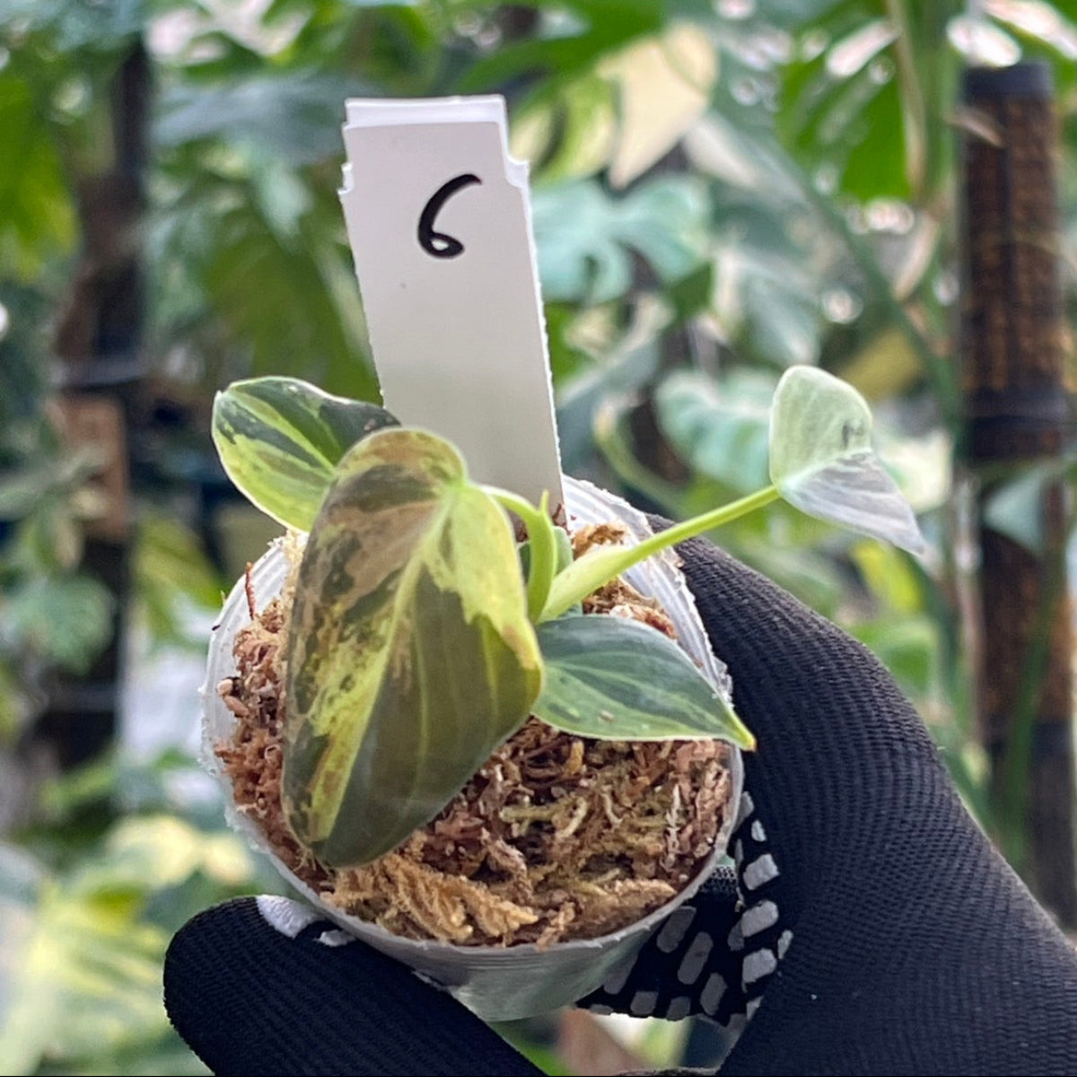 【新入荷】フィロデンドロン・メラノクリサム  斑入り　2号サイズ