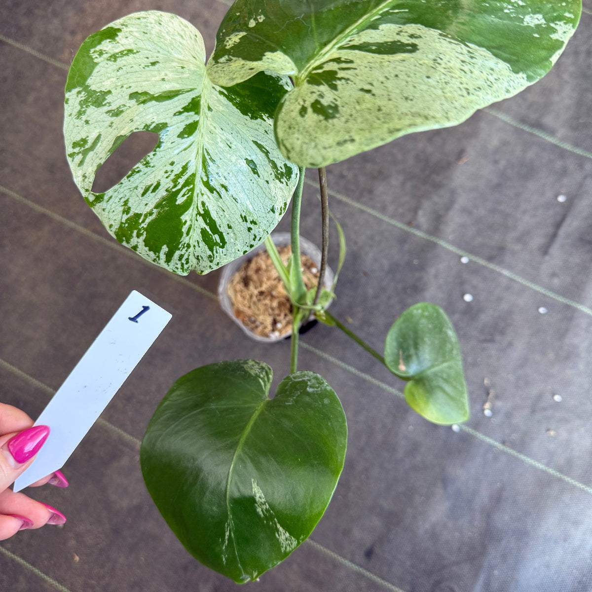 厳選2株追加】モンステラ・デリシオーサ 'ベトシオーサ' – RARE PLANTS