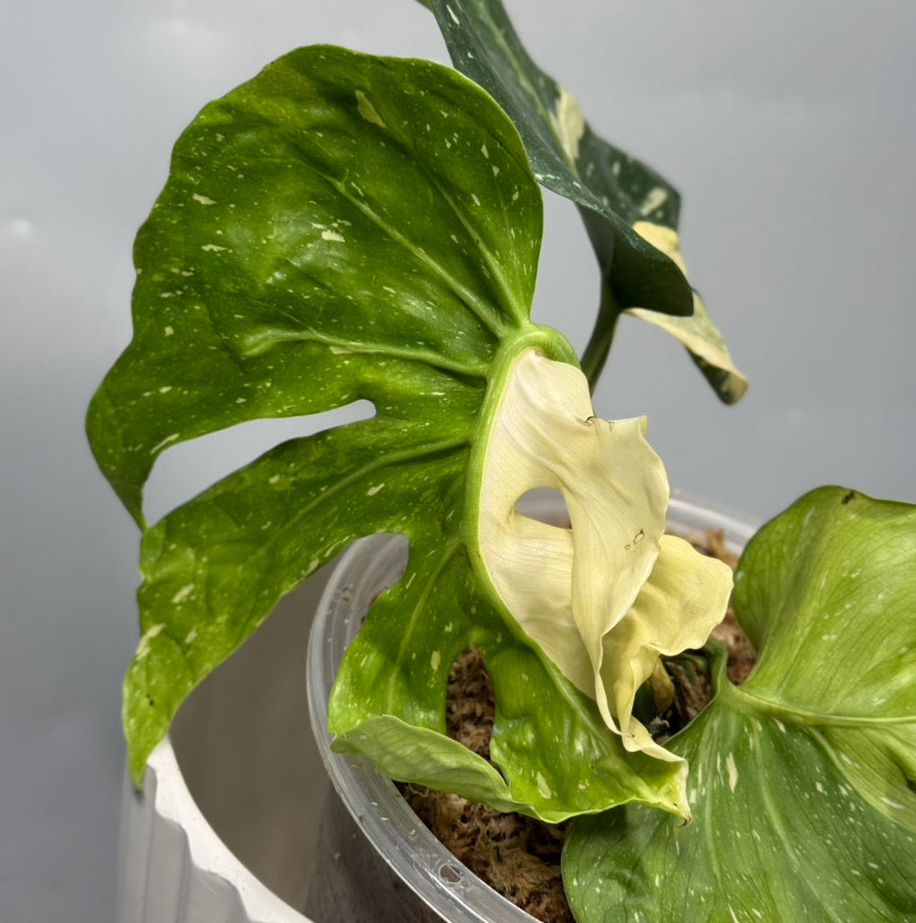 【予約販売10-42】モンステラ　デリシオーサ'NOID'