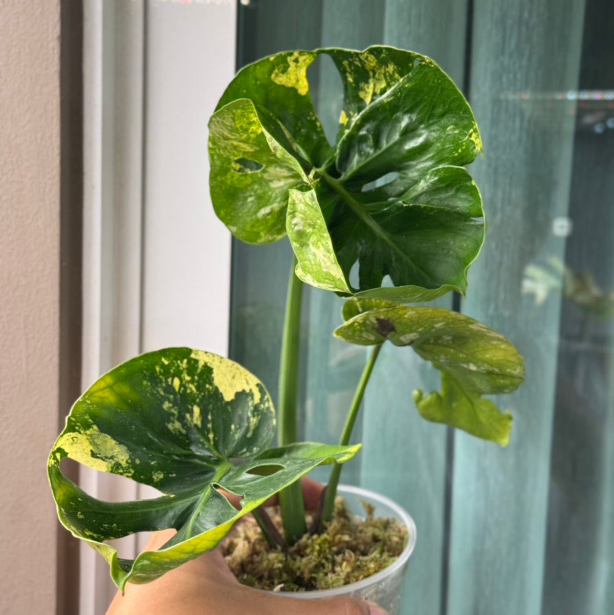 モンステラ Monstera – Page 2 – RARE PLANTS JAPAN (レアプランツ