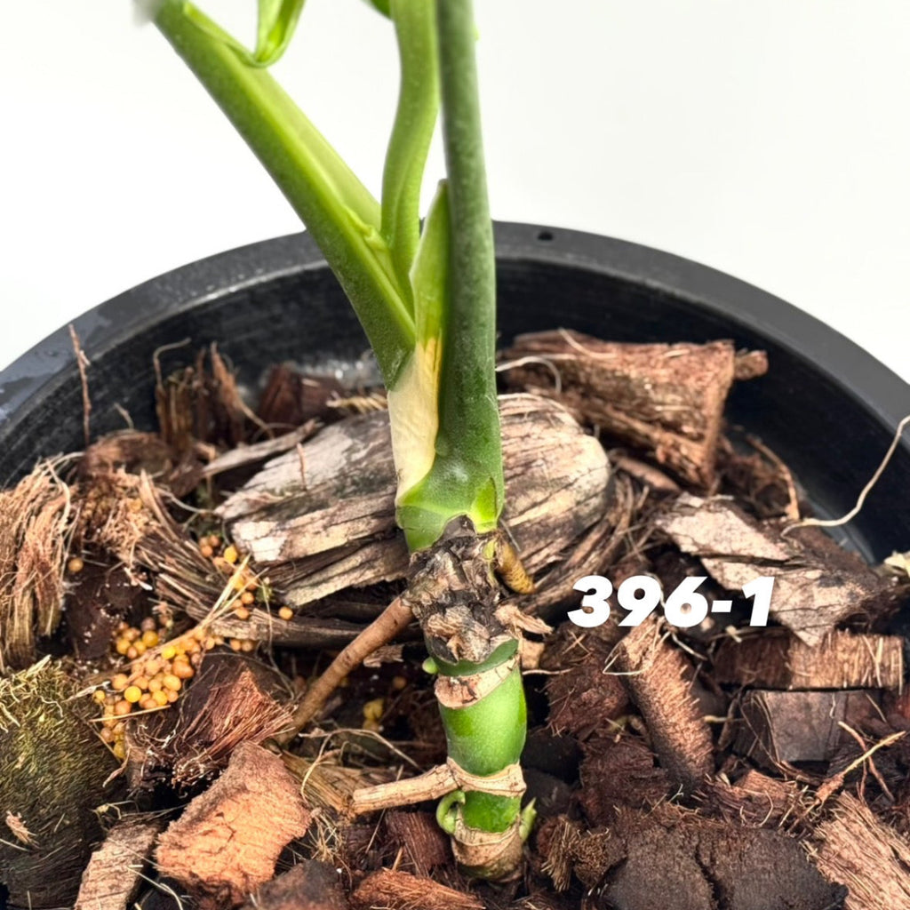 【予約販売6-396-1/2/3/4/5/6/7/8/9/10/11】モンステラ デリシオーサ 実生 変異(選抜)