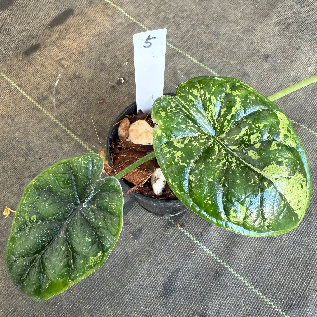 【シロウト園芸選抜】【希少】アロカシア 'ドラゴンスケール' ミント 3.5号　選択可能