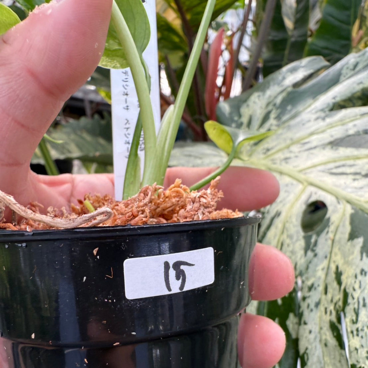 モンステラ10 斑入 ベトシオーサ テンシンラン デリシオーサ 葉付発根