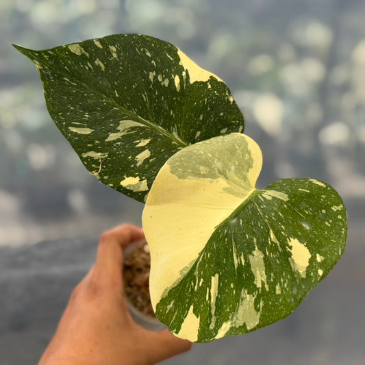 【タイナーセリー直売】モンステラ  デリシオーサ　'メデューサ'トップカット【送料着払い】【161】