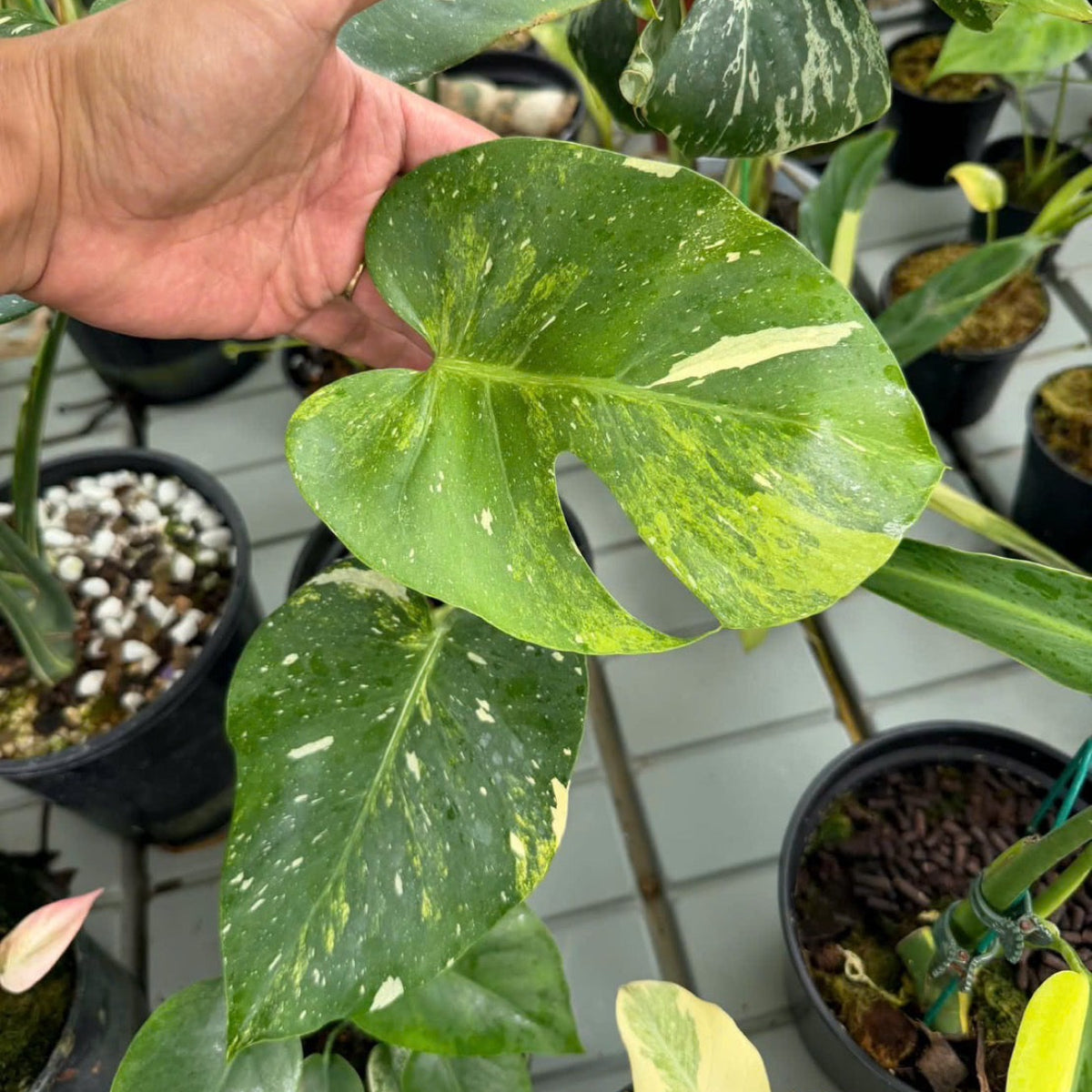 限定4株発売】モンステラ デリシオーサ 'タイコンステレーション