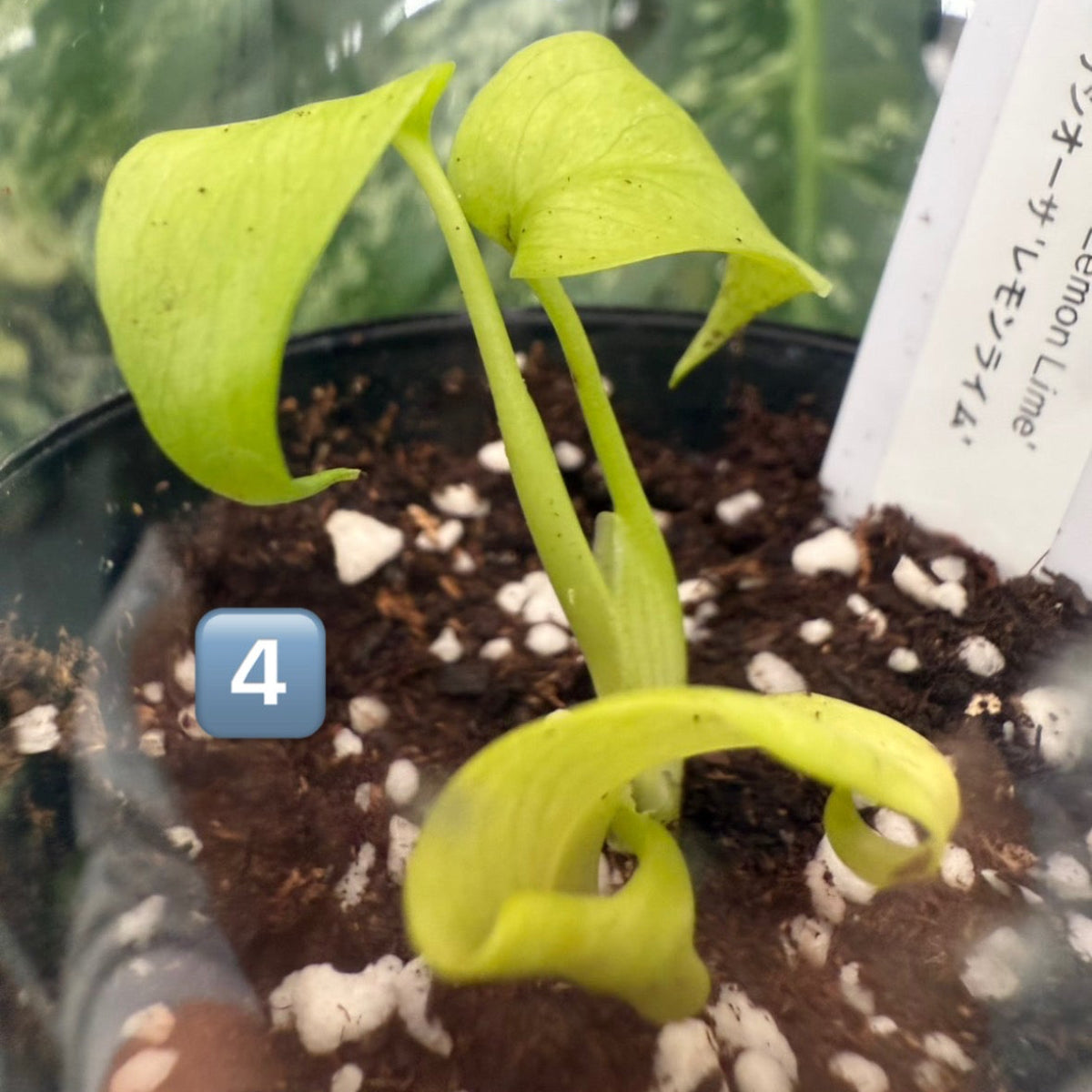 60%OFF【希少/選抜】モンステラ　デリシオーサ 'レモンライム'