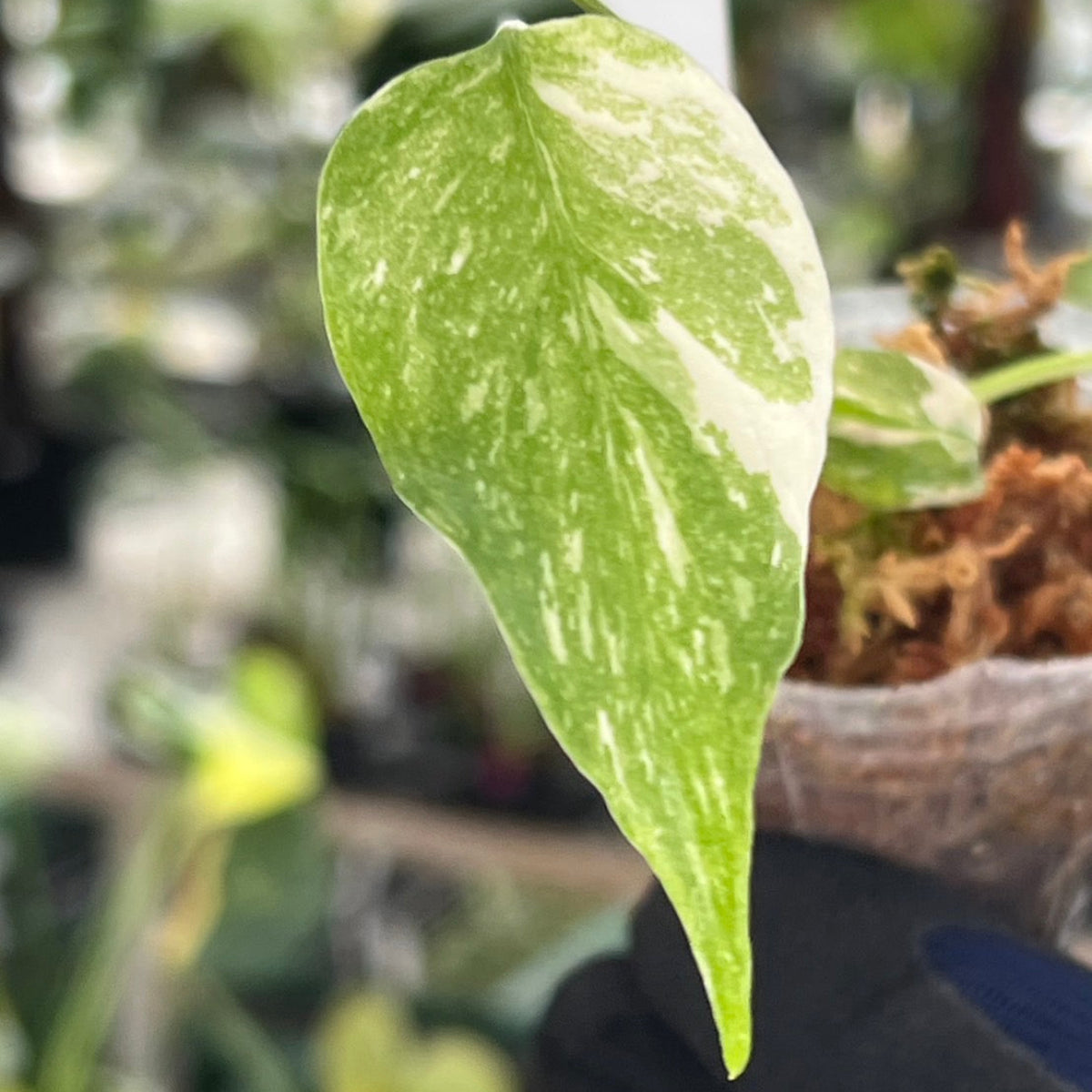 【シロウト園芸選抜株2号サイズ】モンステラ・デリシオーサ　'タイコンステレーション'