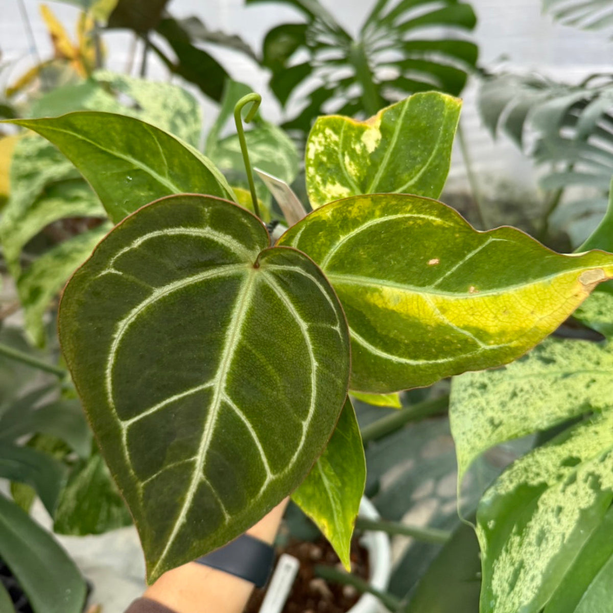 【クリスマスセール】アンスリウム'ミシェル'× 'クリスタルシルバー' バリエガータ (斑入り)