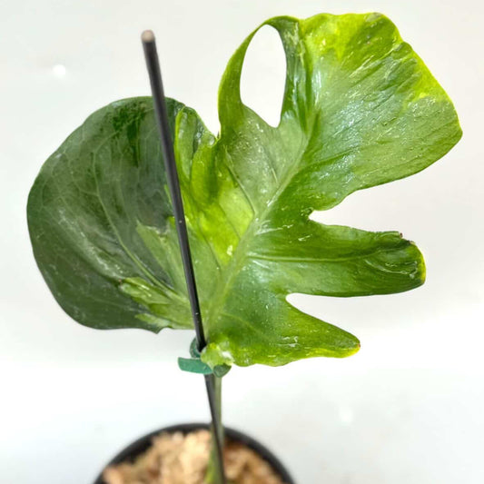 【タイナーセリー直売】 003番　モンステラ・デリシオーサ 'フラミシト' ミドルカット 【送料着払い】