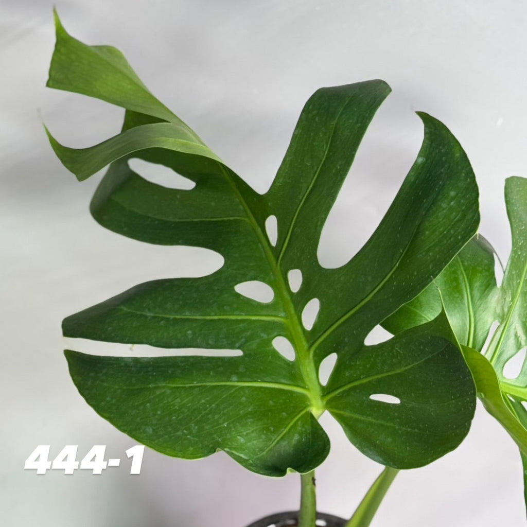 【予約販売7-444-1/2】モンステラ　デリシオーサ 'NO6'