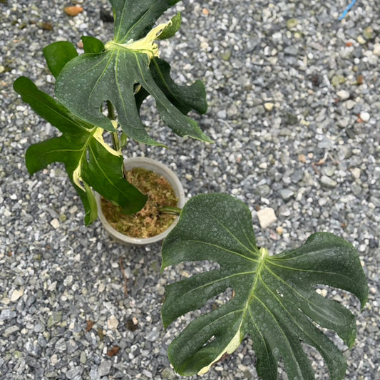 【タイナーセリー直売】 026番　モンステラ・デリシオーサ 'Contorta Albo'【送料着払い