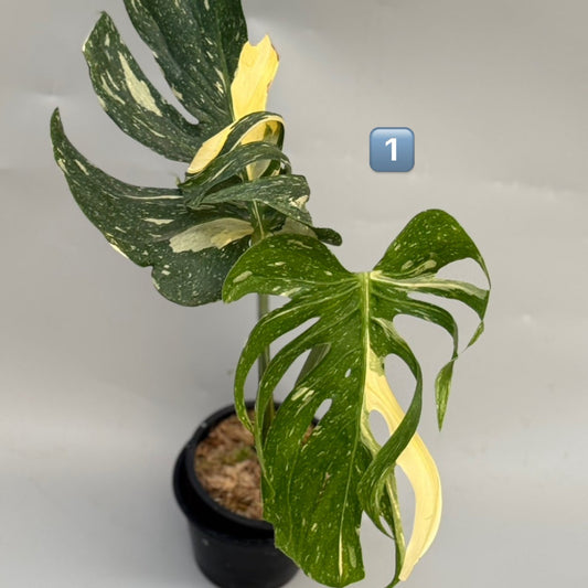 【タイナーセリー直売】 020番　モンステラ・デリシオーサ 'メデューサ'【送料着払い】