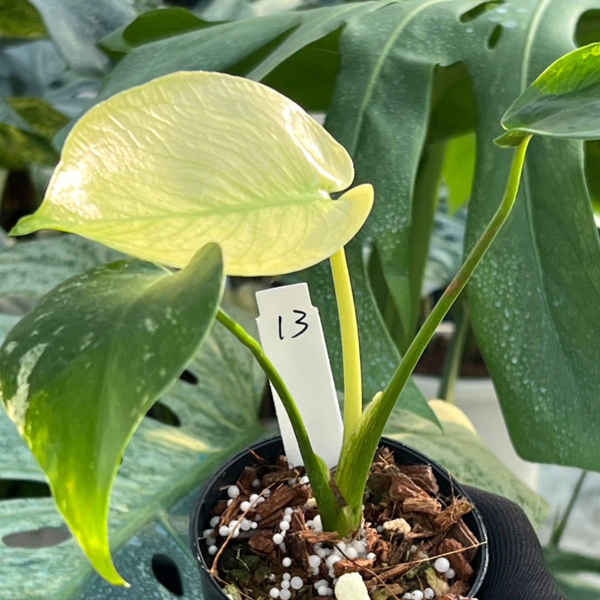 クリスマスセール【選抜】モンステラ　デリシオーサ 'ホワイトモンスター' 3号