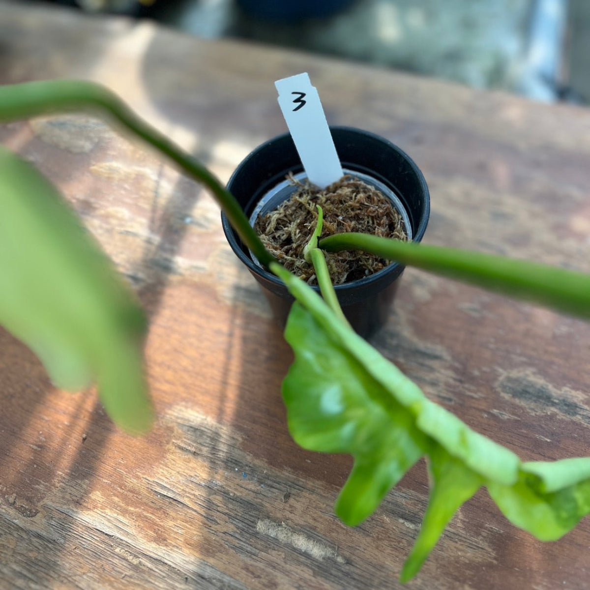 【希少/コレクション】フィロデンドロン 'キティナ'（フロリダビューティー✖️マヨイ）