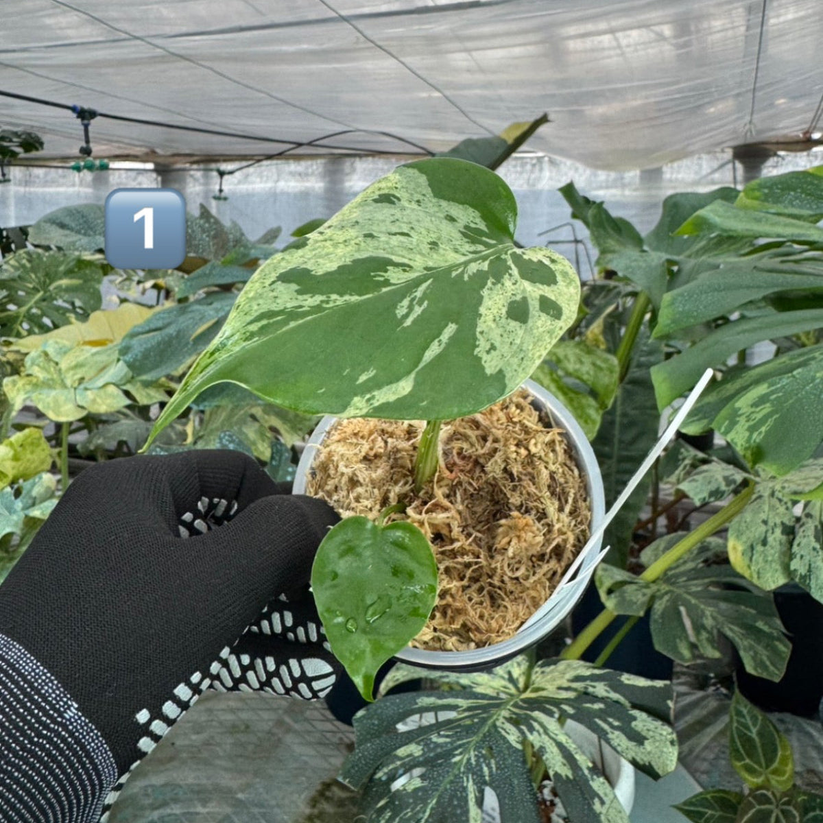 【希少/コレクション】モンステラ・デリシオーサ 'ベトシオーサ' TC苗順化済み