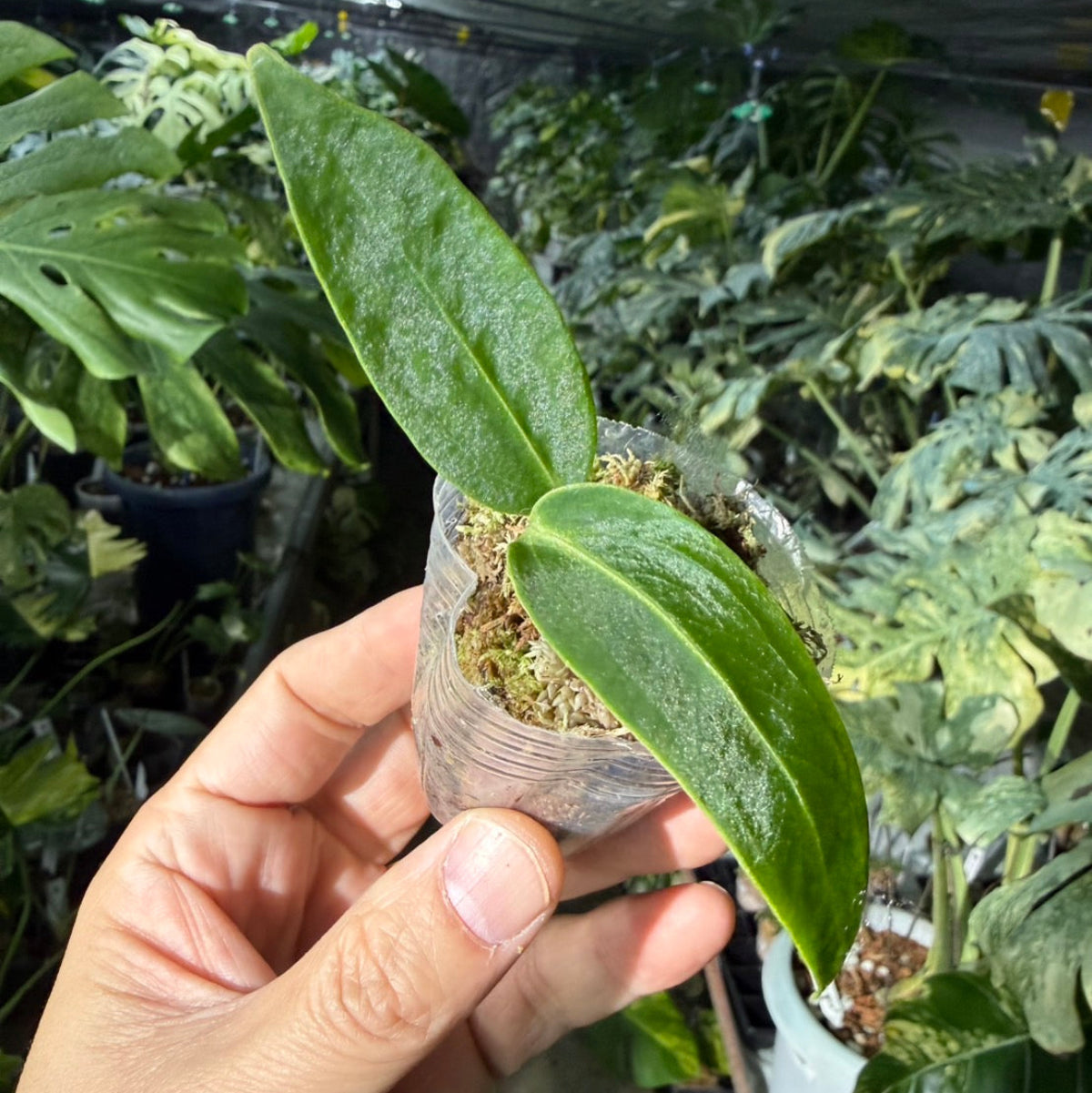 再入荷】アンスリウム ワロクアナム 2号ポリポット – RARE PLANTS