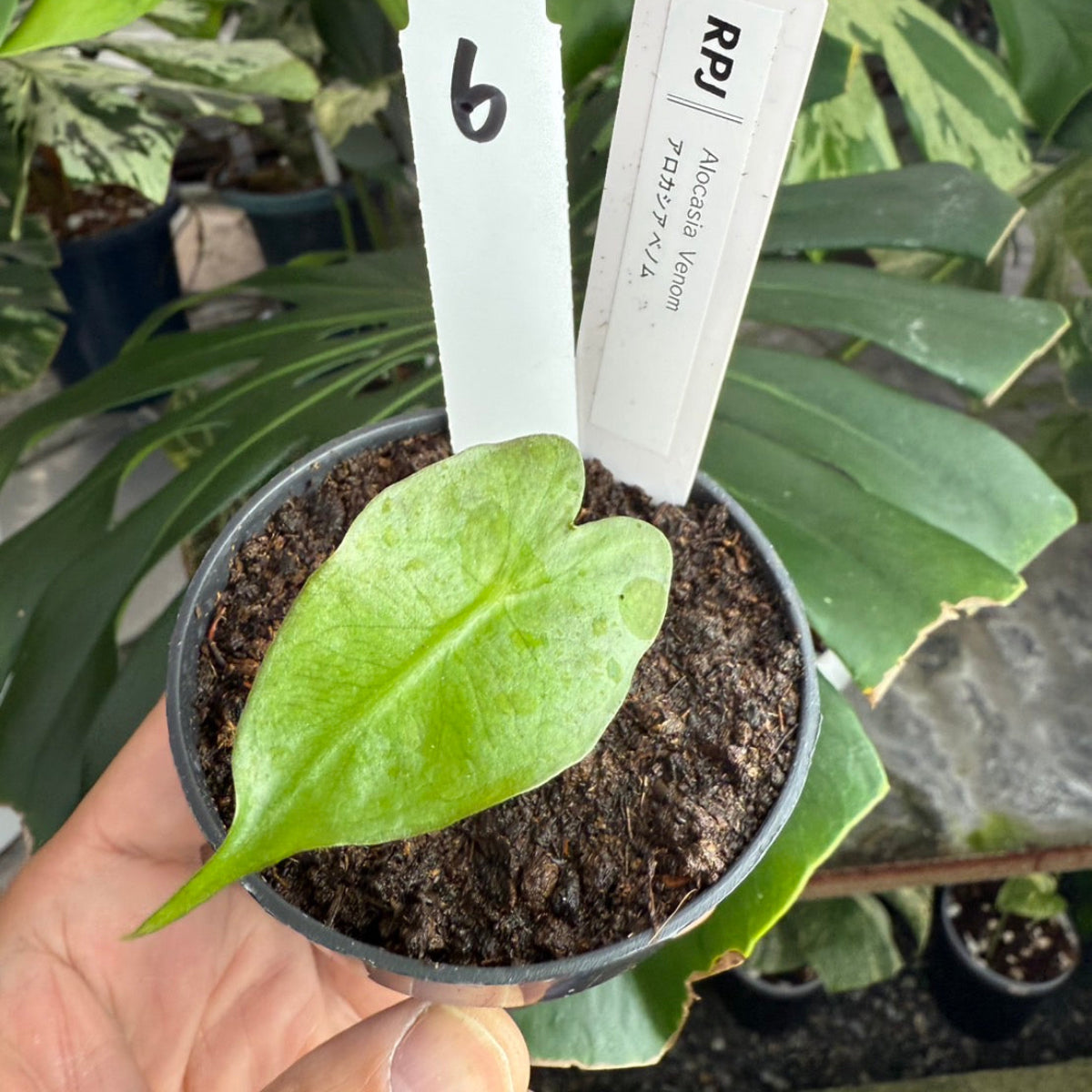 【希少】アロカシア 'ベノム(ヴェノム)' 順化済み